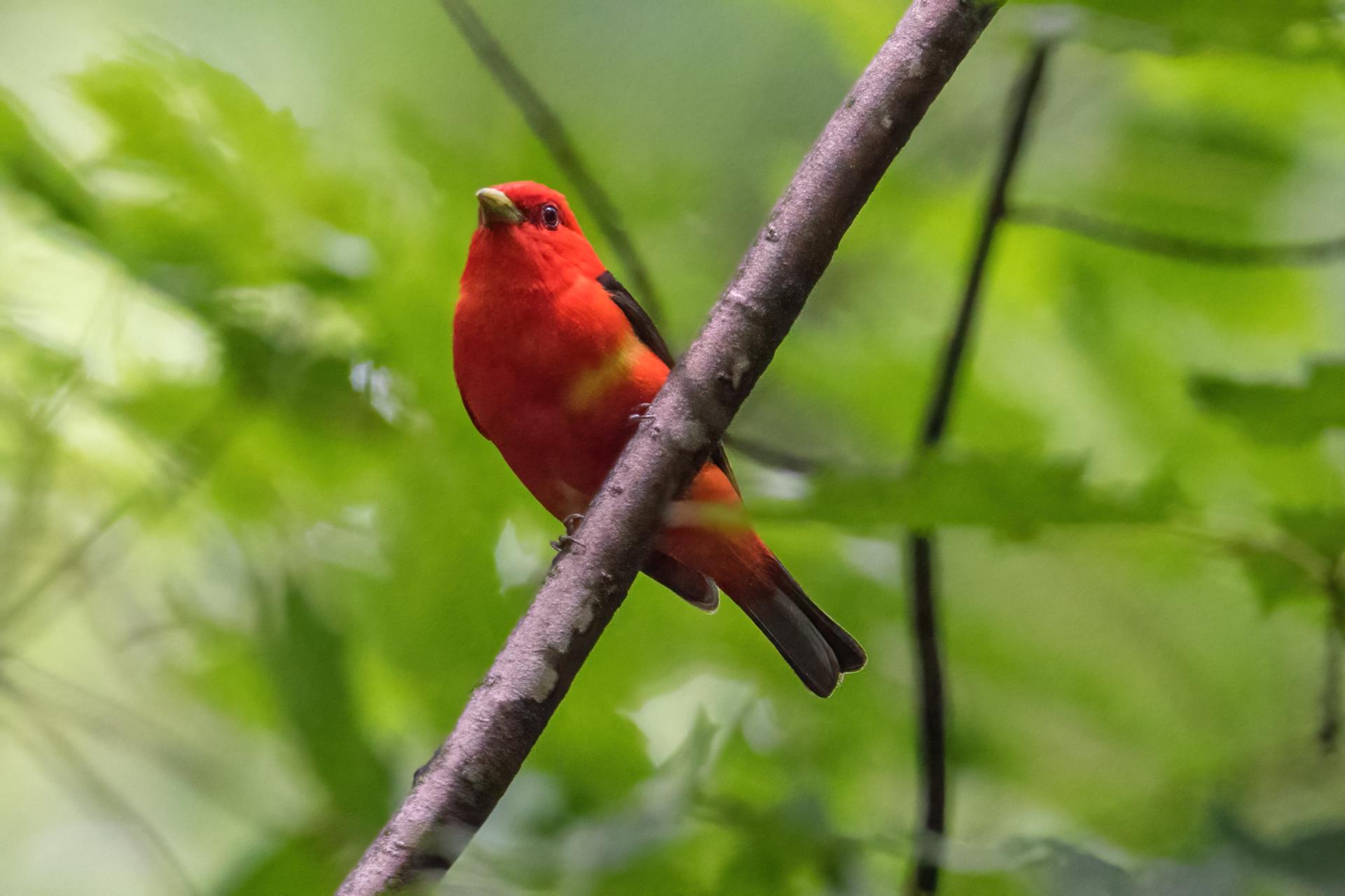 piranga-ecarlate-scarlet-tanager