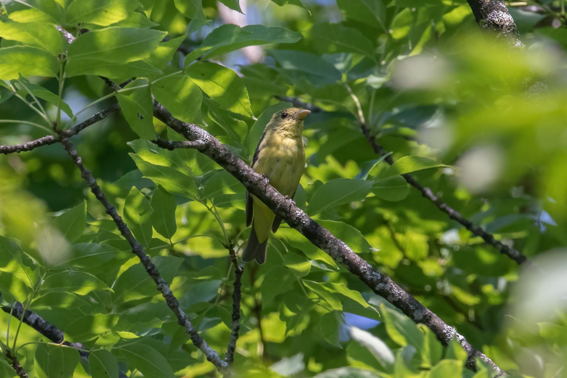 piranga-ecarlate-scarlet-tanager