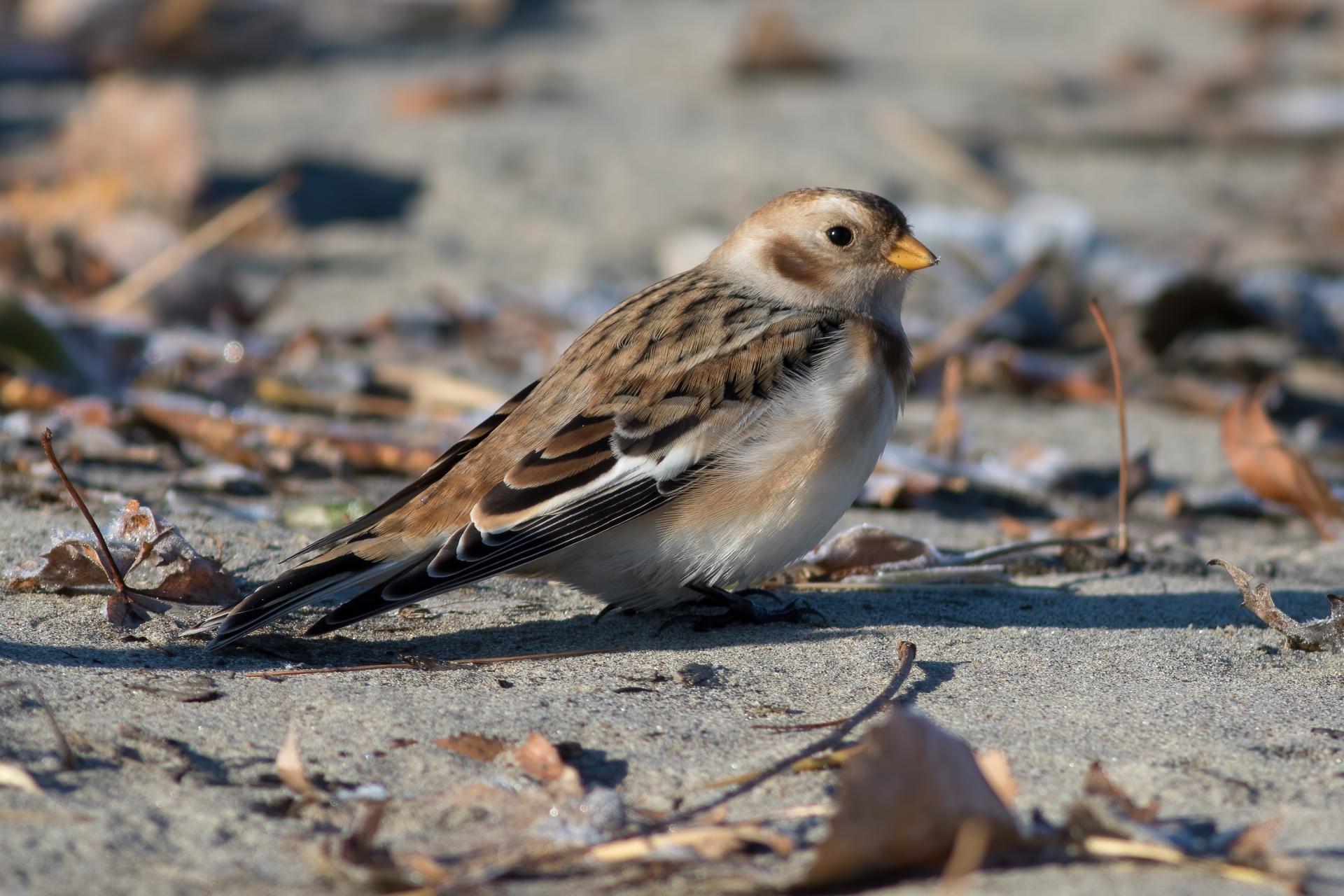 plectrophane-des-neiges-Snow-bunting