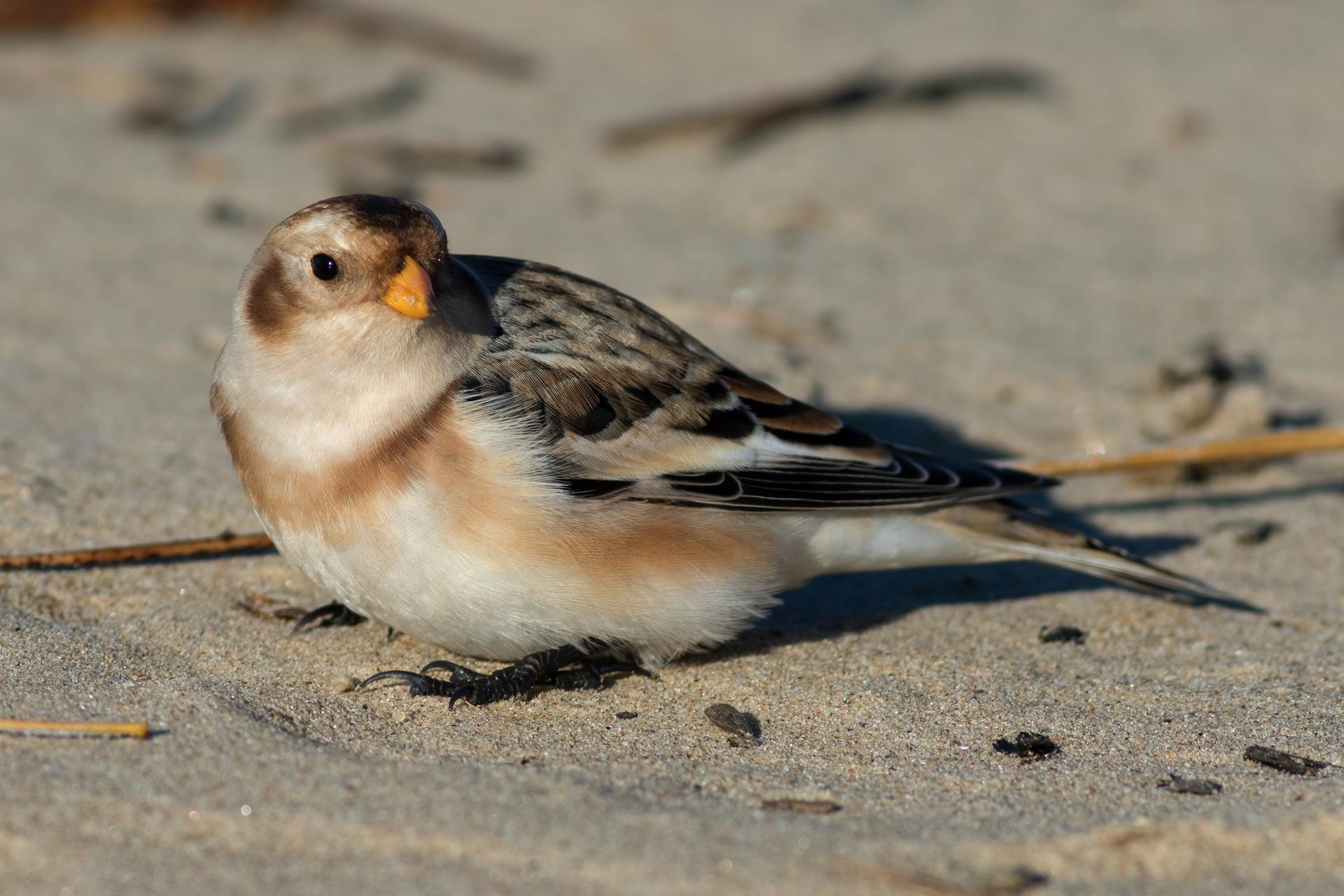 plectrophane-des-neiges-Snow-bunting