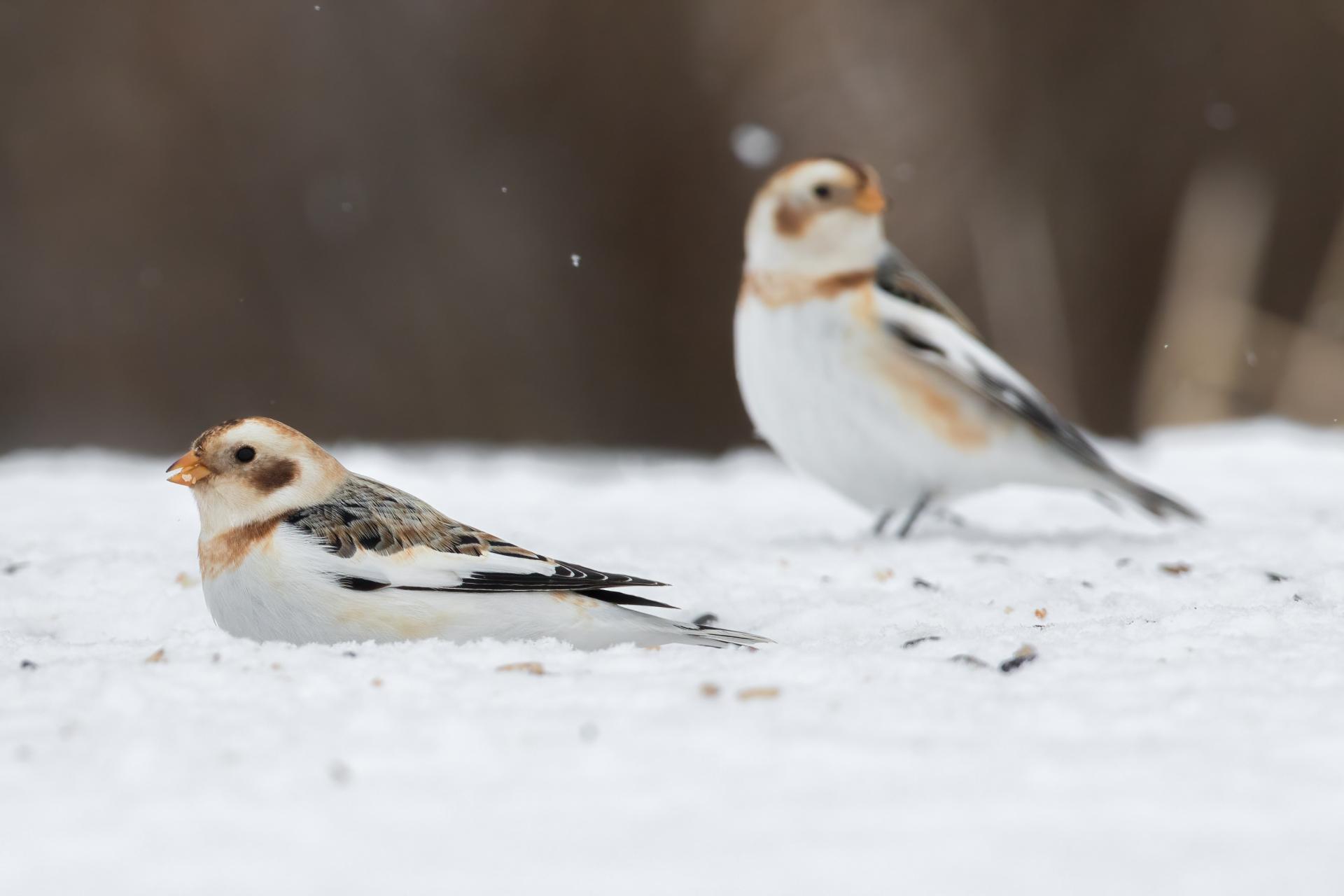 plectrophane-des-neiges-Snow-bunting