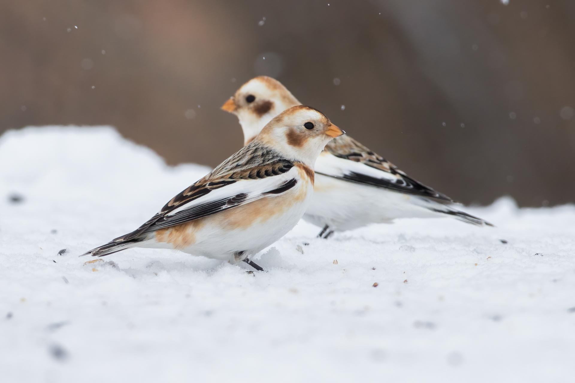 plectrophane-des-neiges-Snow-bunting