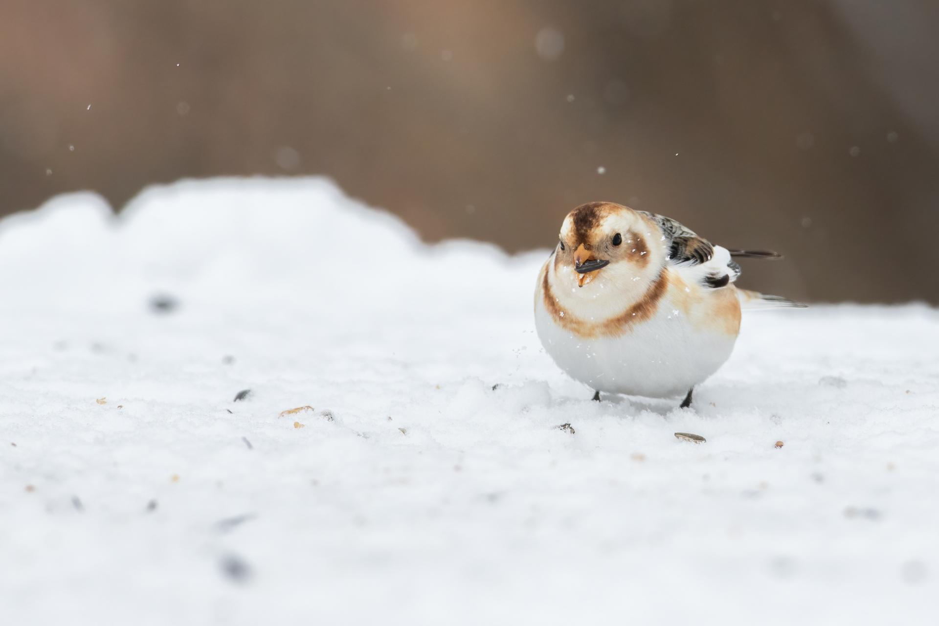 plectrophane-des-neiges-Snow-bunting