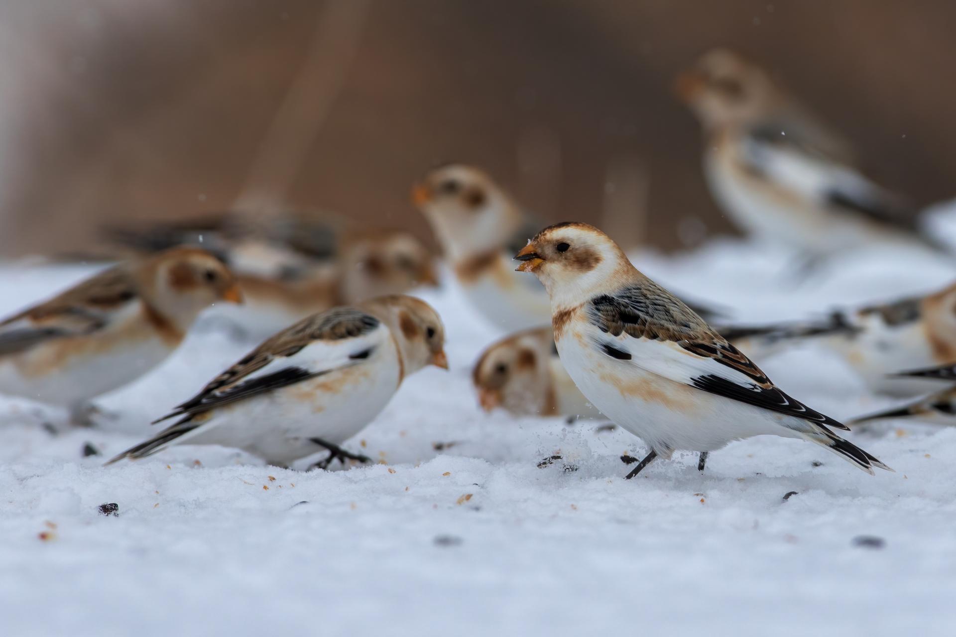 plectrophane-des-neiges-Snow-bunting