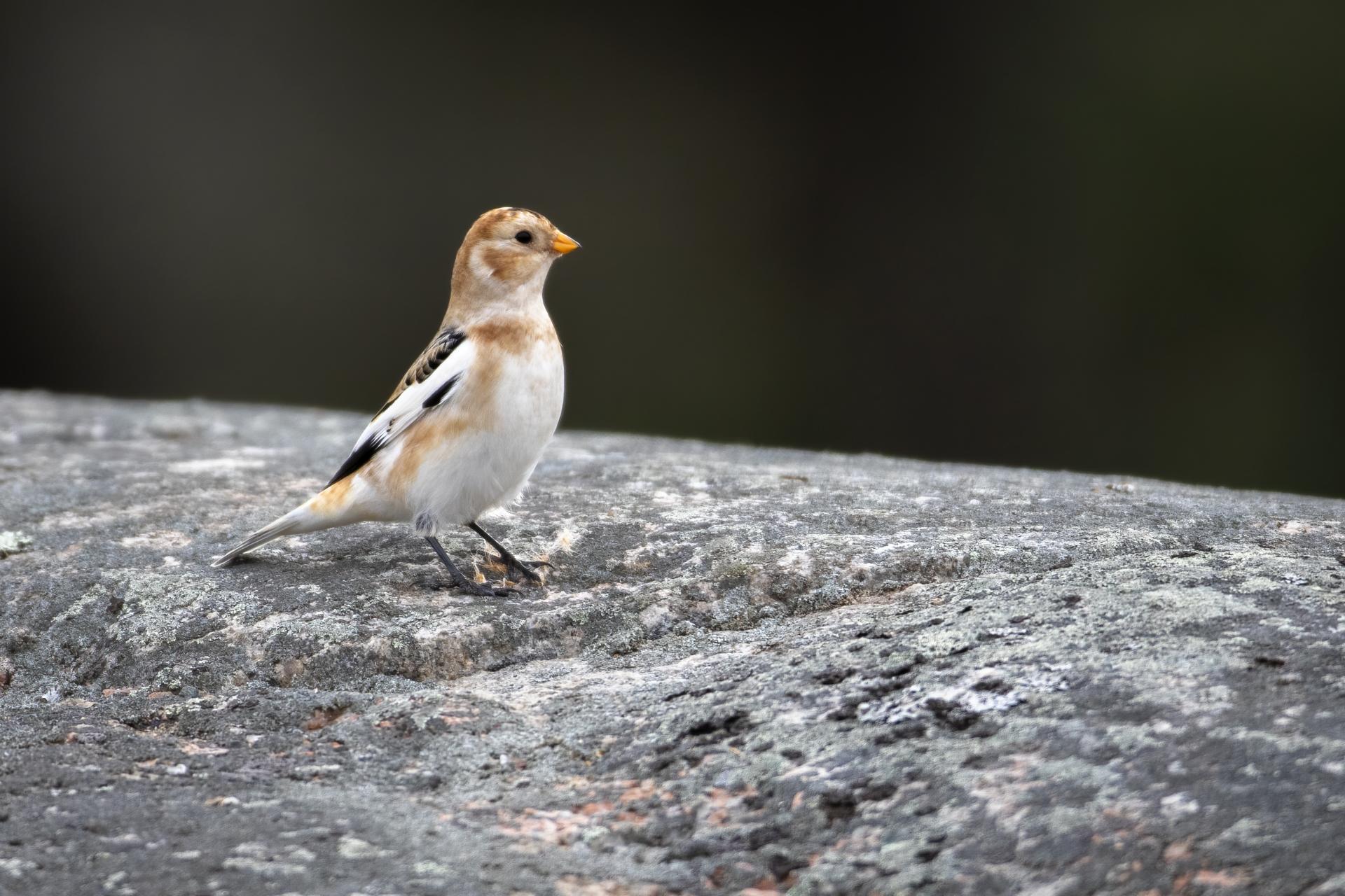 plectrophane-des-neiges-Snow-bunting