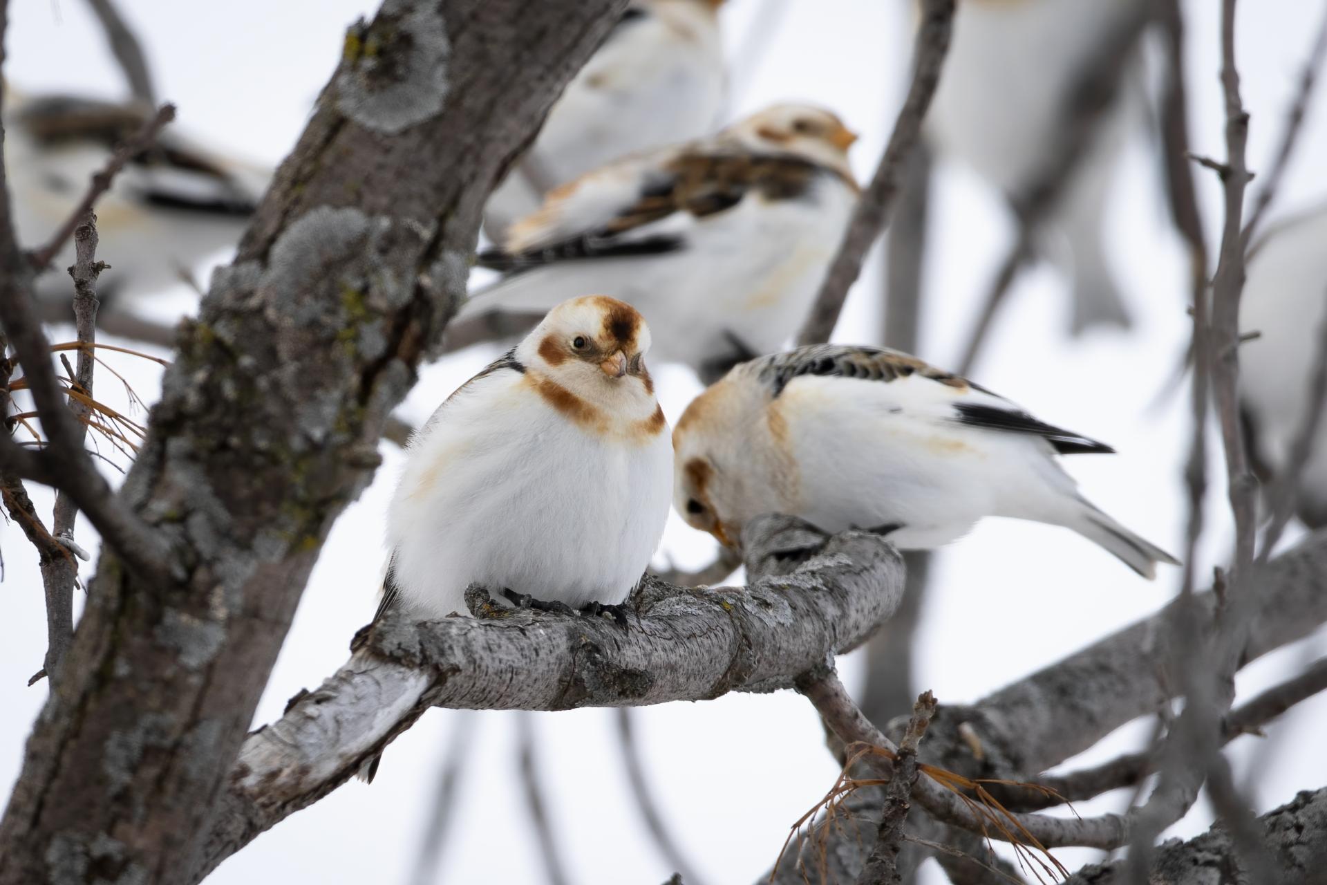 plectrophane-des-neiges-Snow-bunting