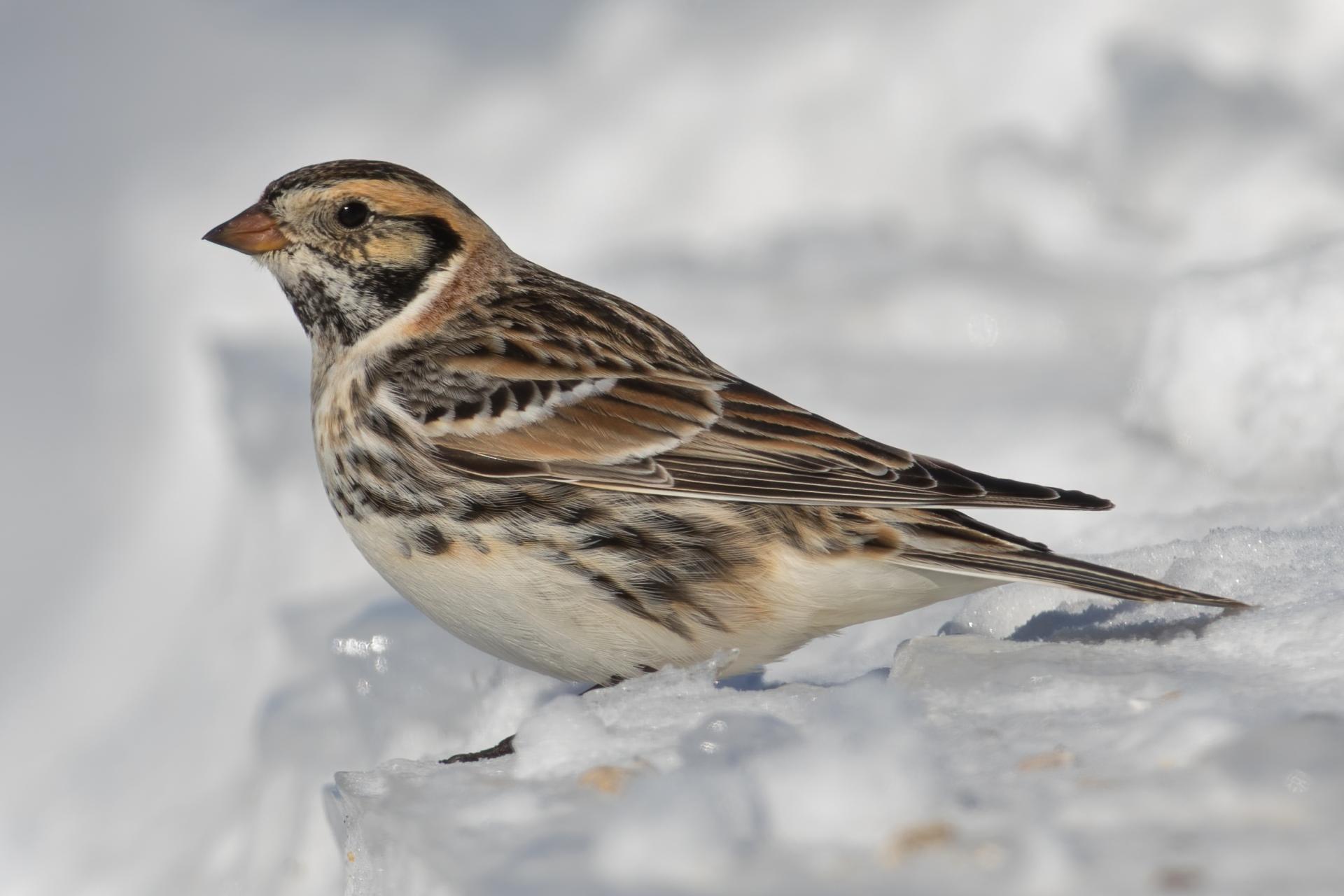 plectrophane-lapon-lapland-longspur