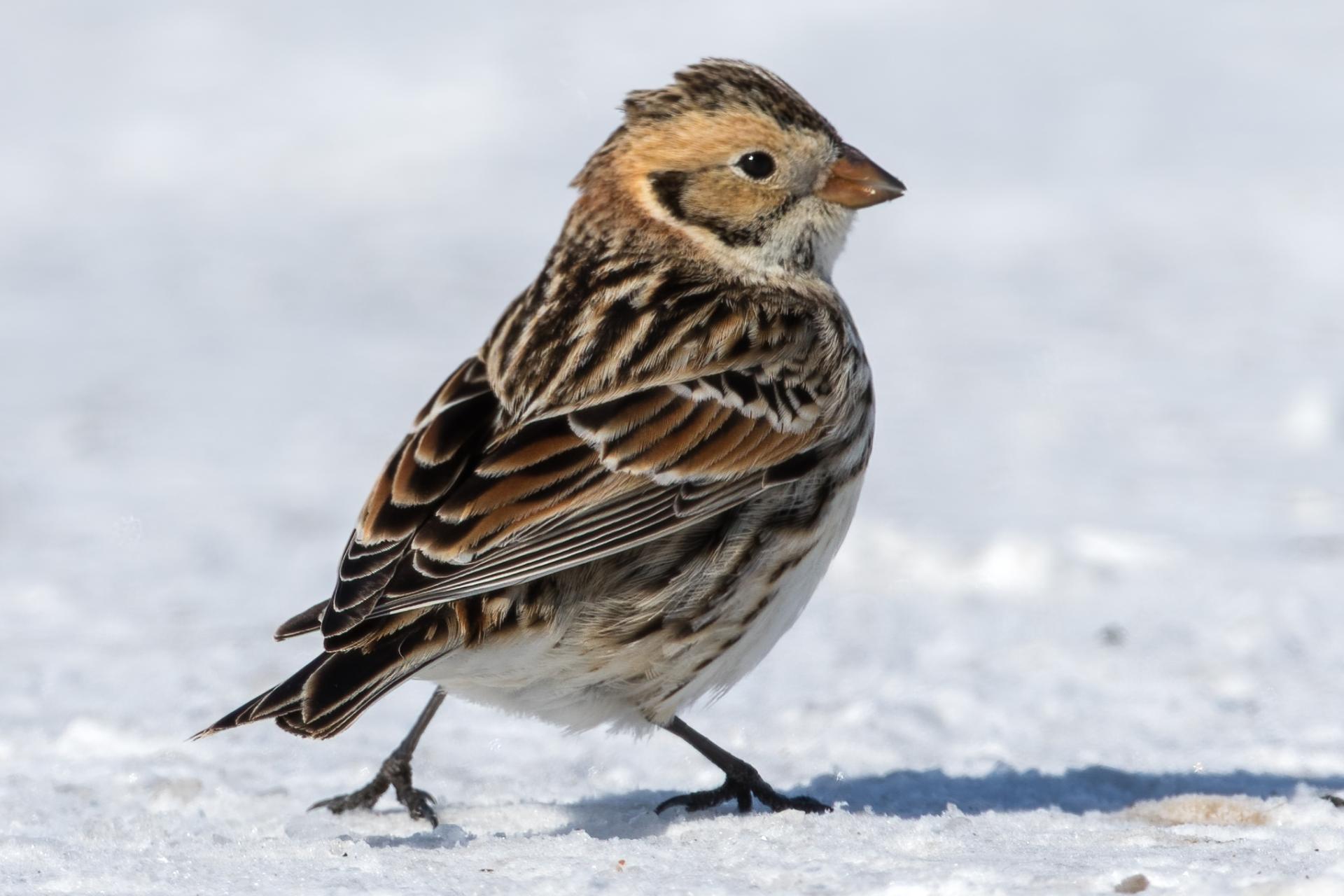 plectrophane-lapon-lapland-longspur