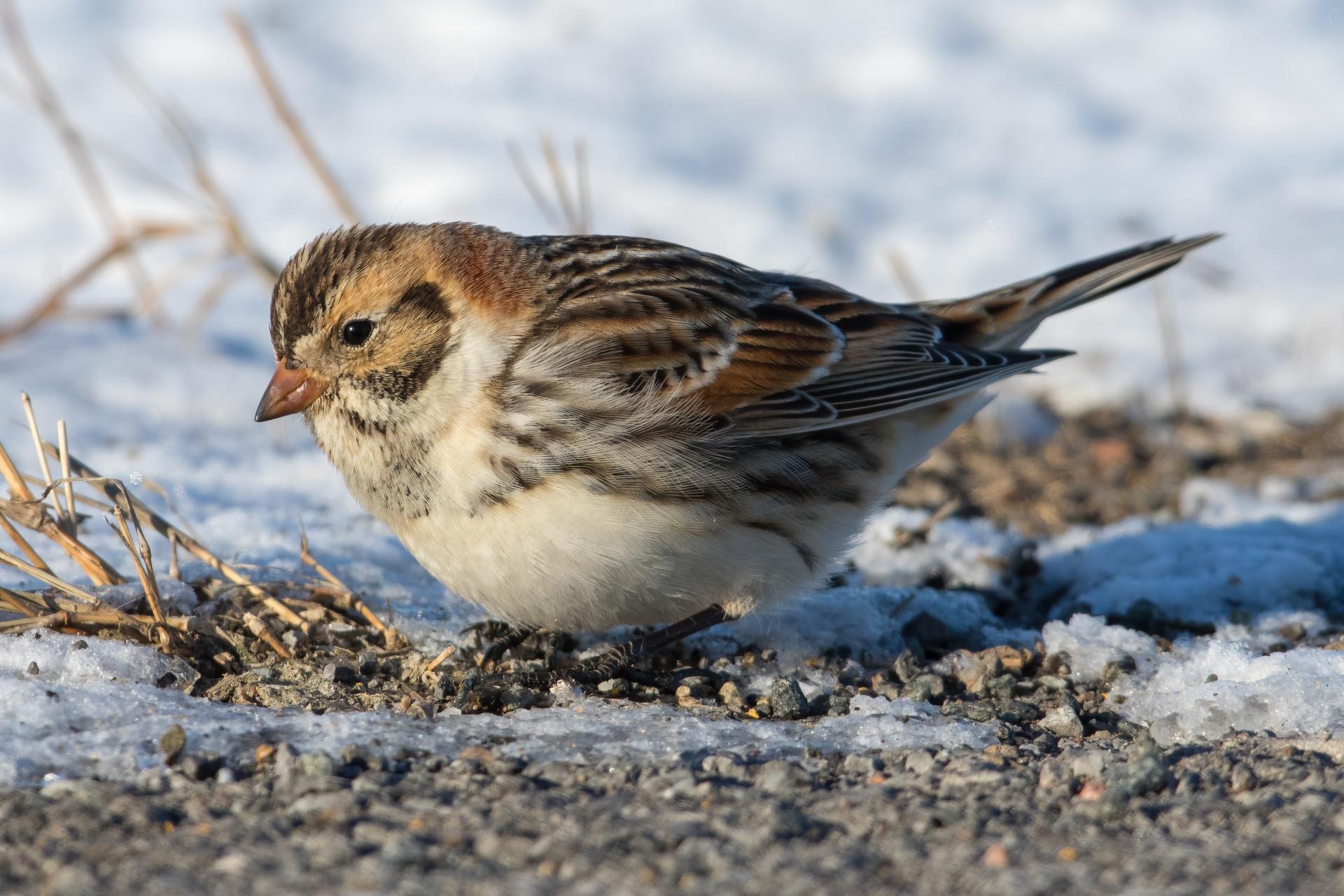plectrophane-lapon-lapland-longspur
