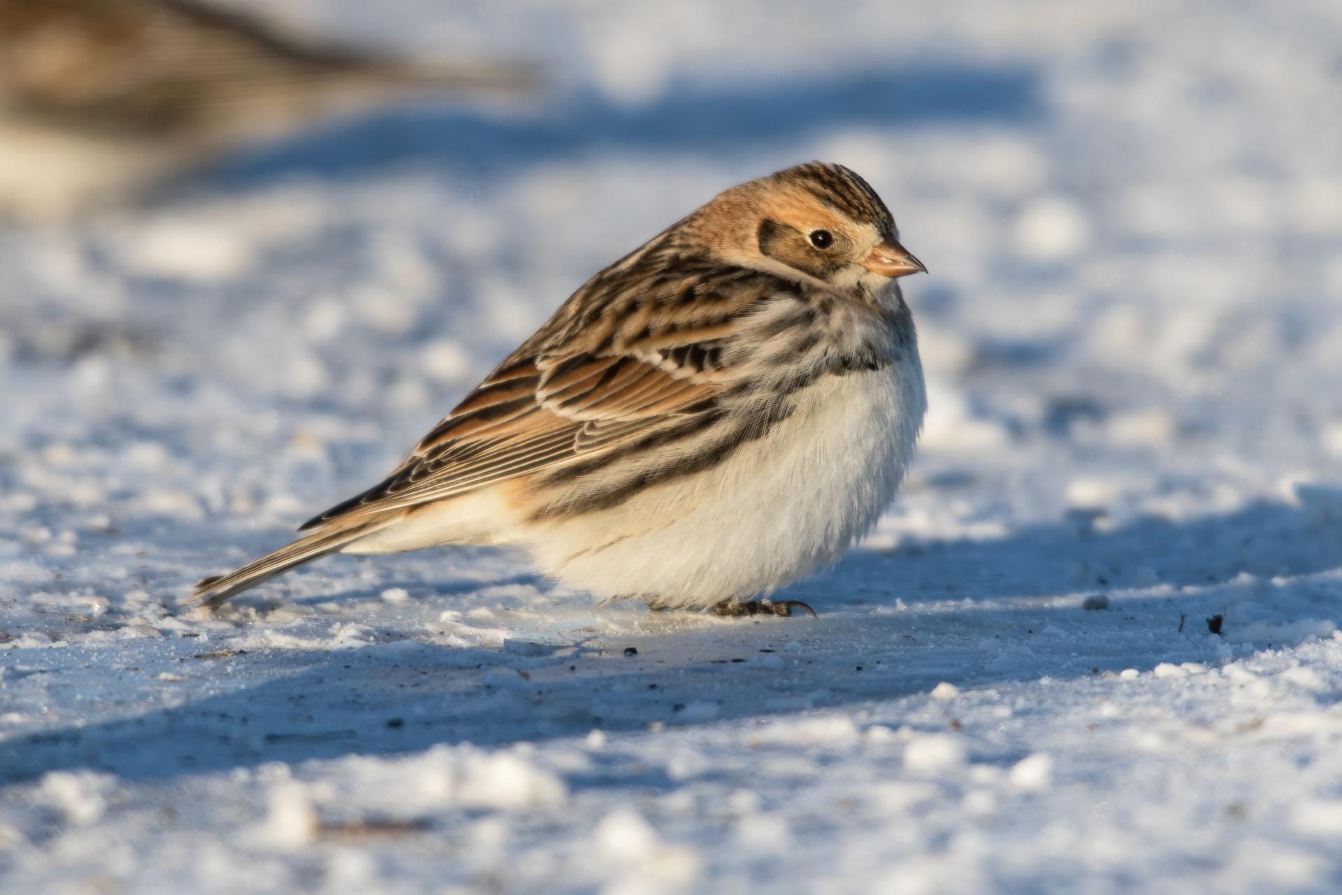 plectrophane-lapon-lapland-longspur