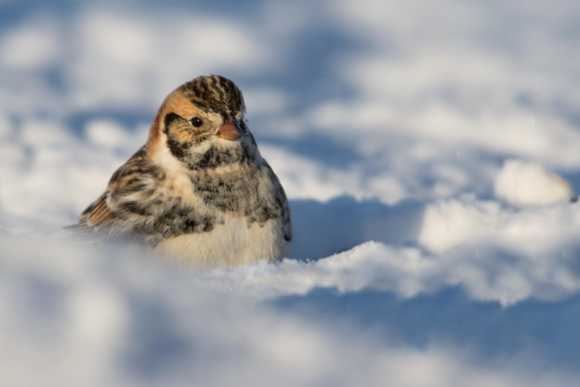 plectrophane-lapon-lapland-longspur