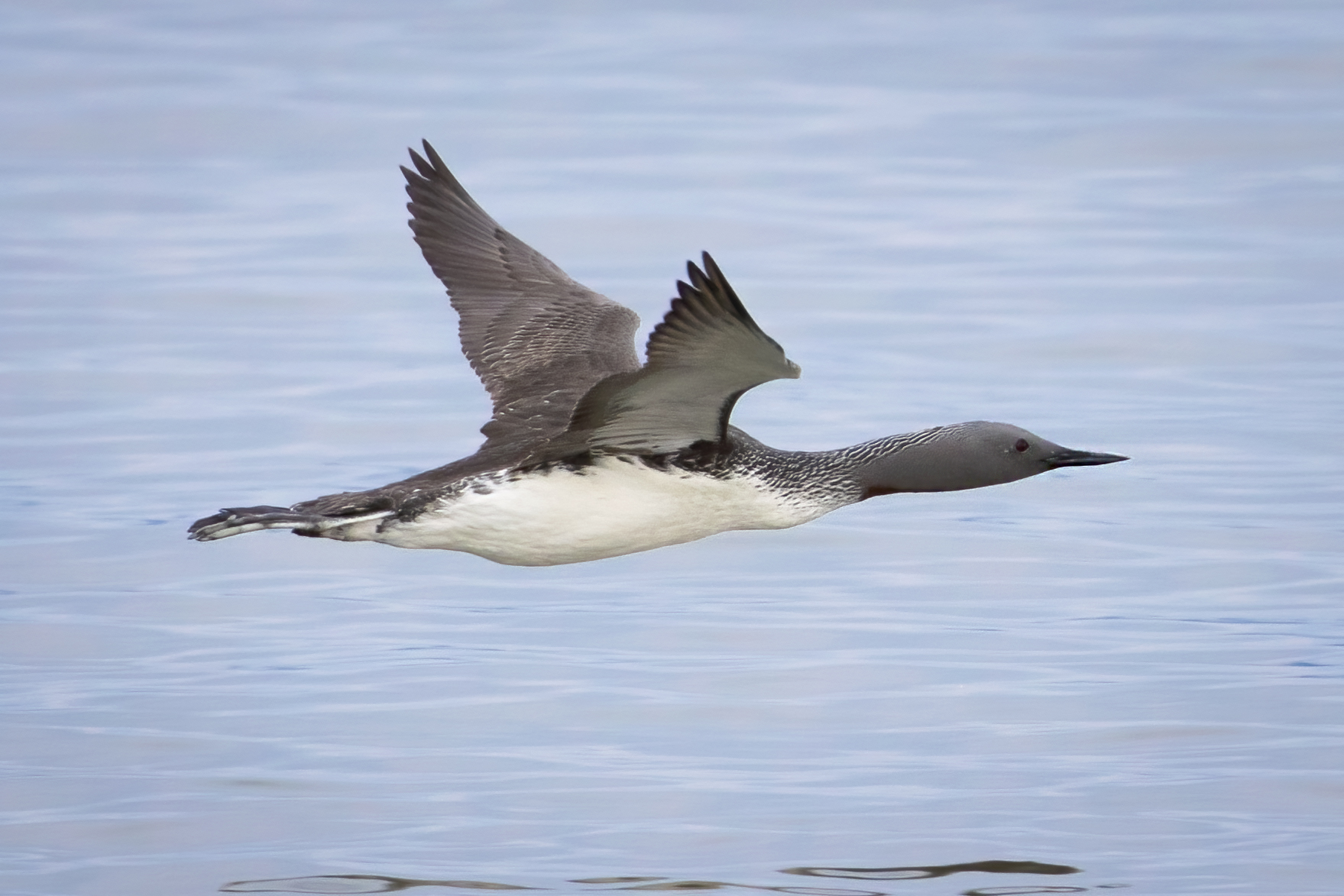 plongeon-catmarin-red-throated-loon