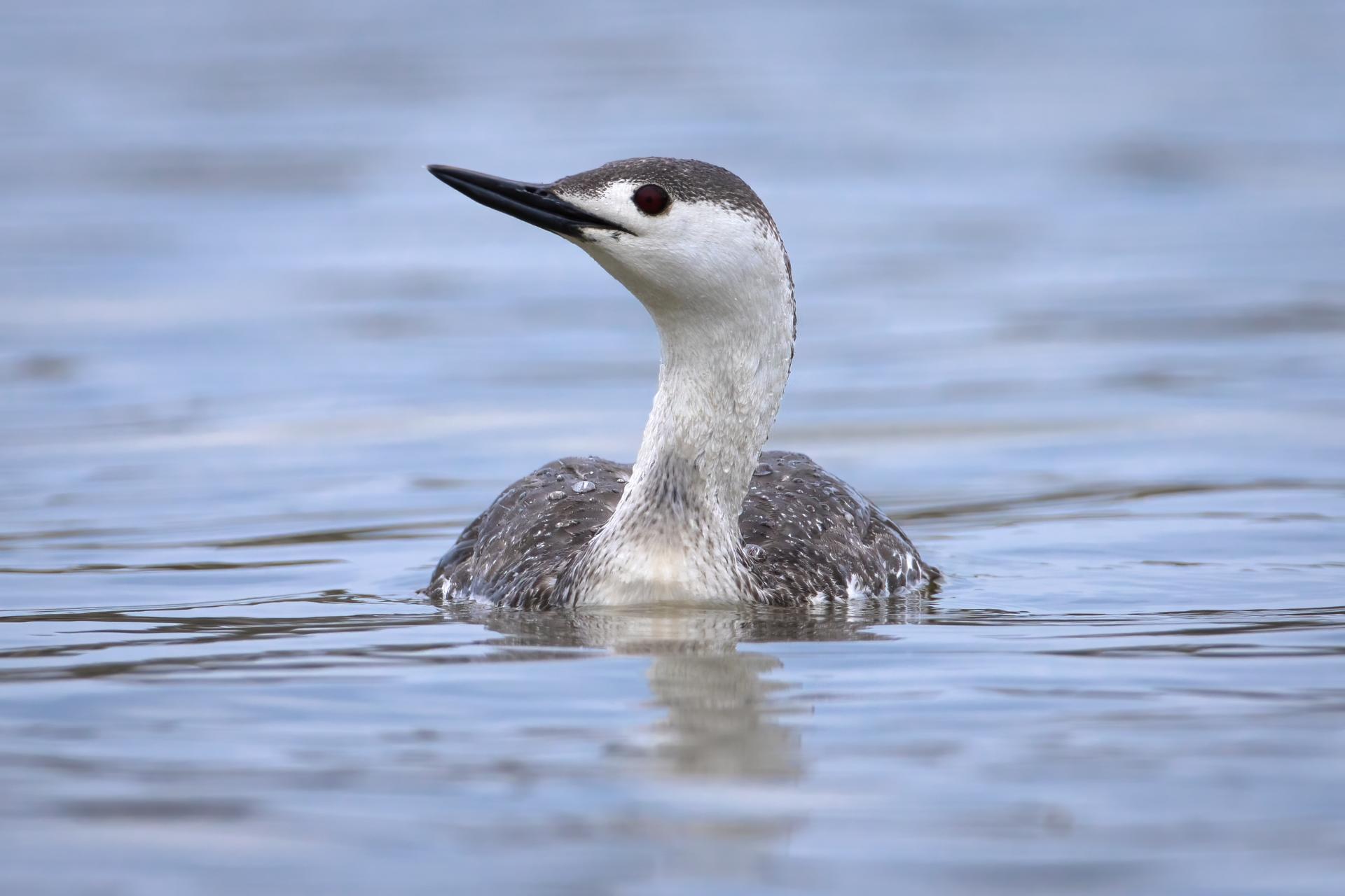 plongeon-catmarin-red-throated-loon