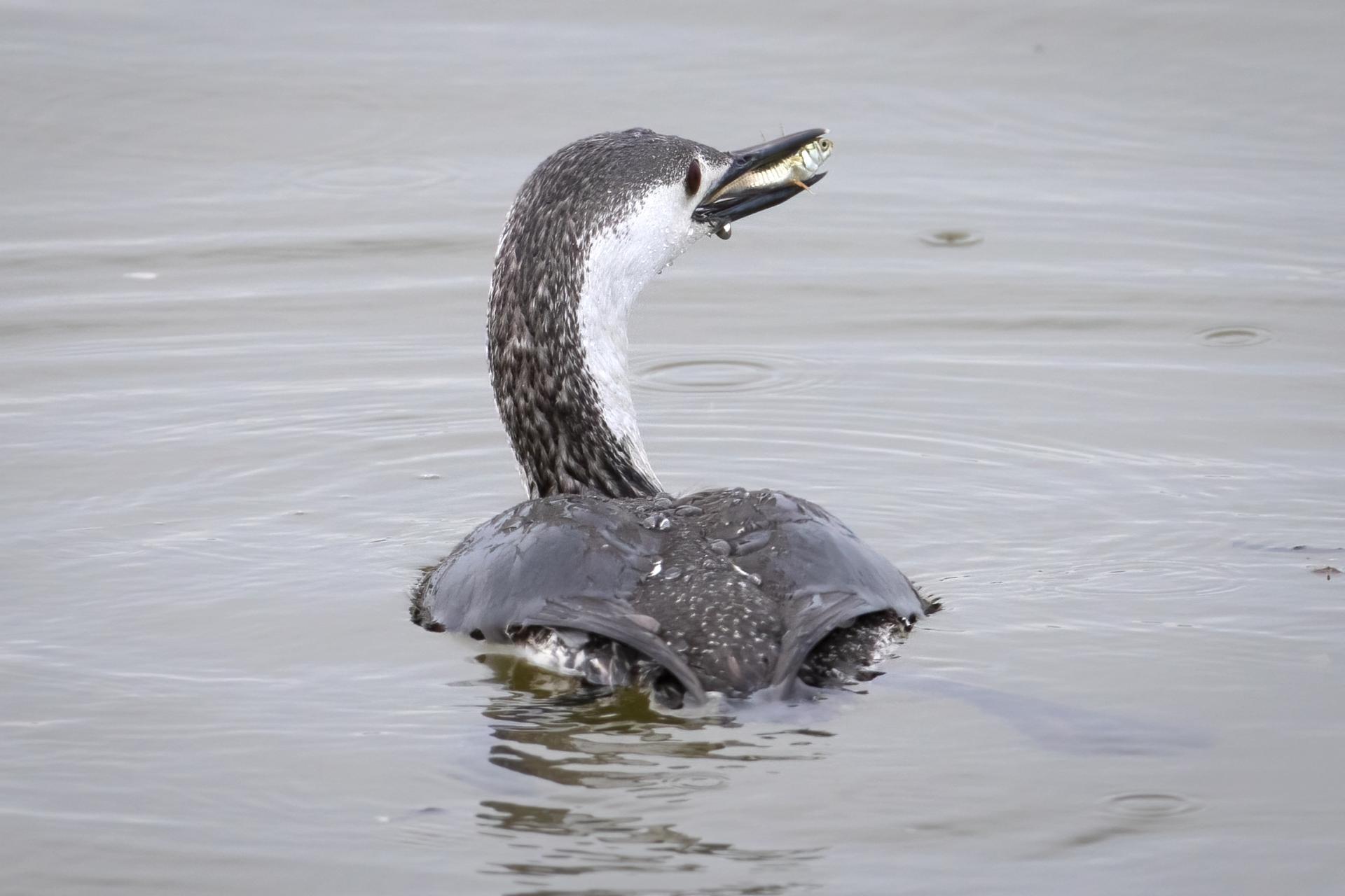 plongeon-catmarin-red-throated-loon