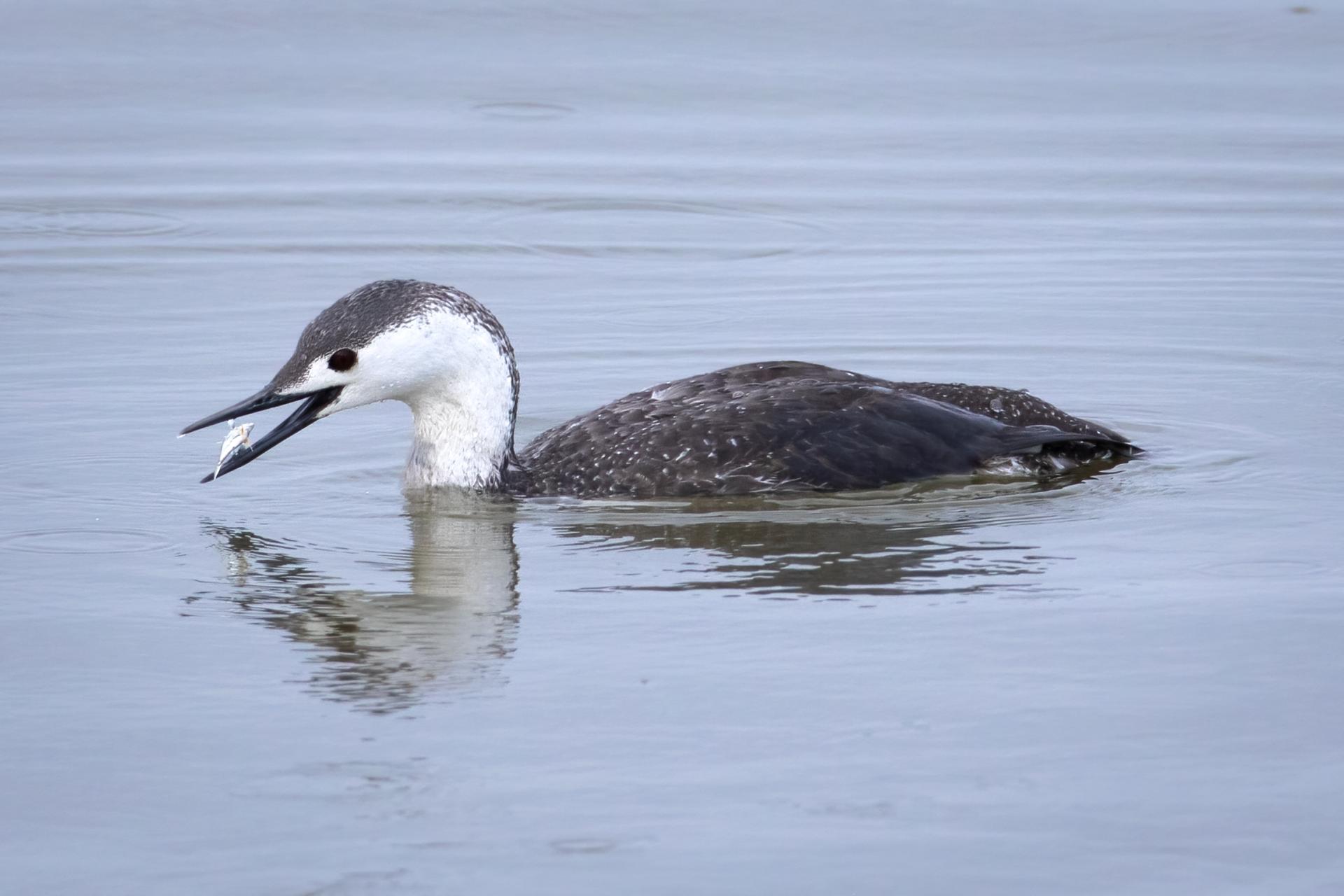 plongeon-catmarin-red-throated-loon