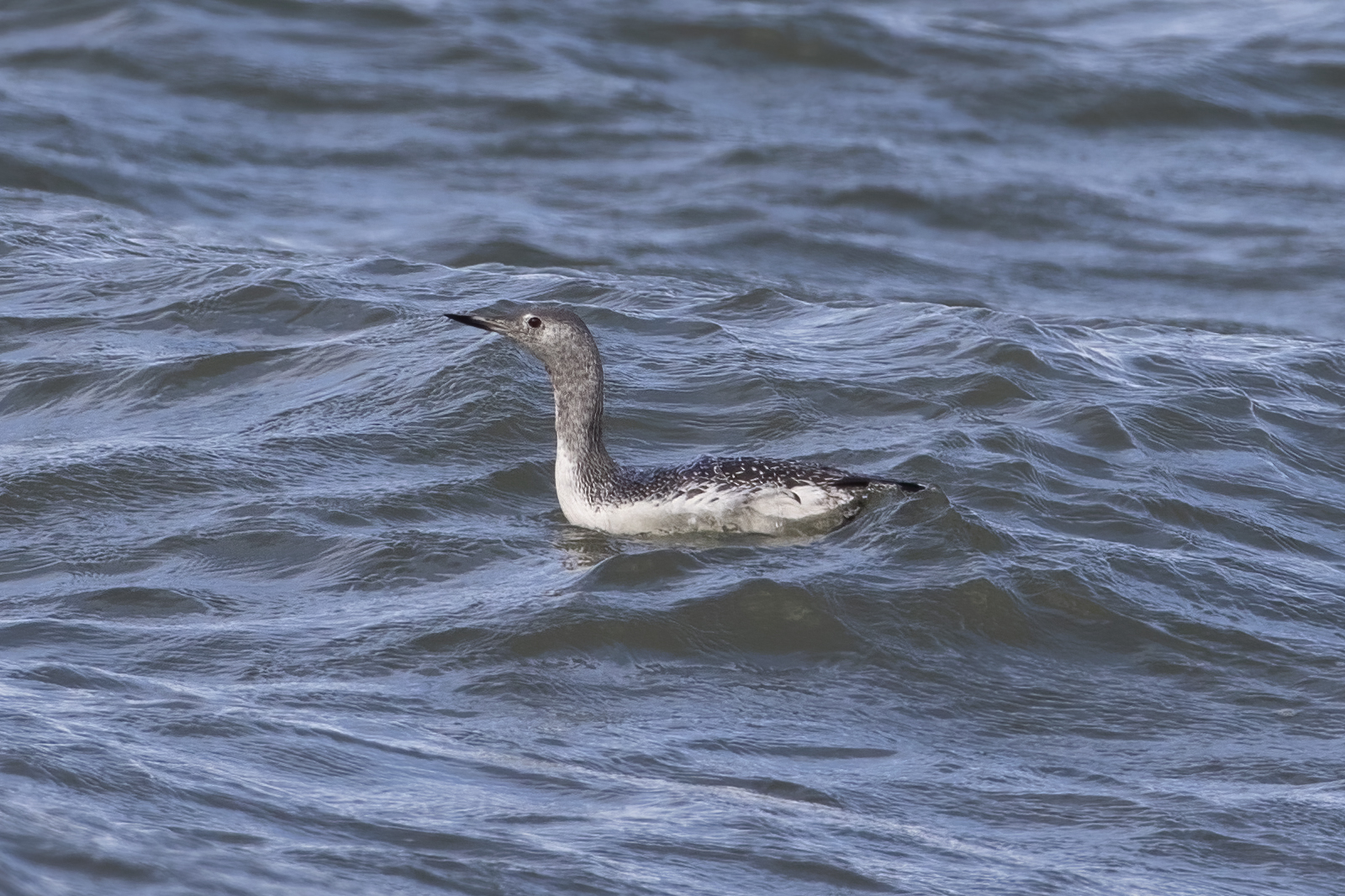 plongeon-catmarin-red-throated-loon