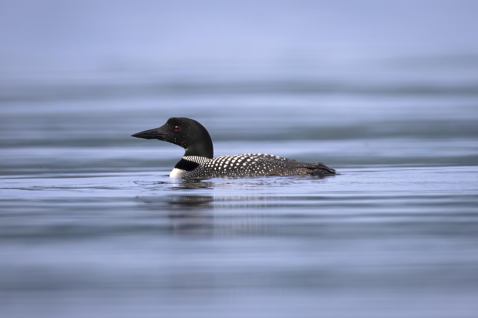 plongeon-huard-common-loon