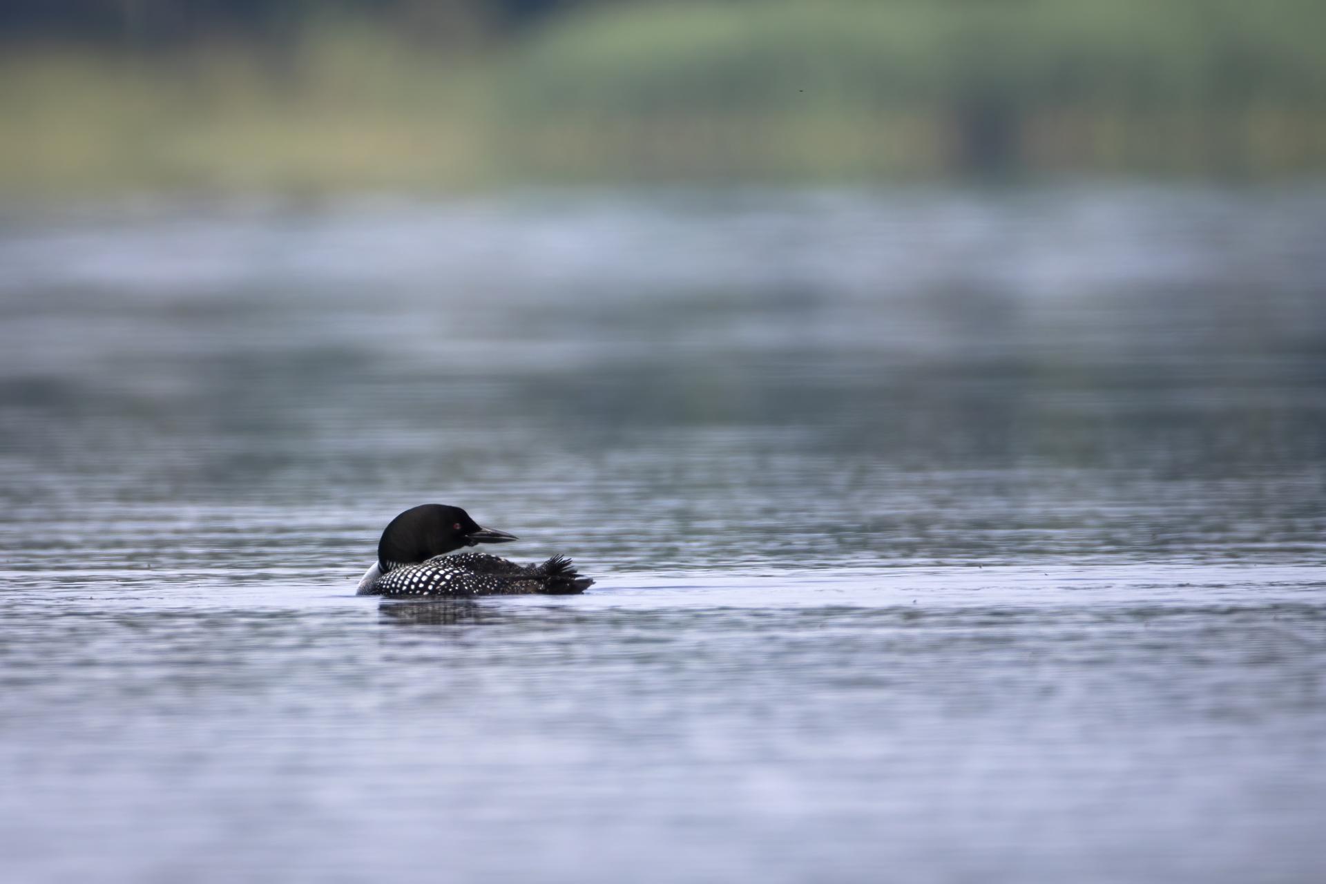 plongeon-huard-common-loon