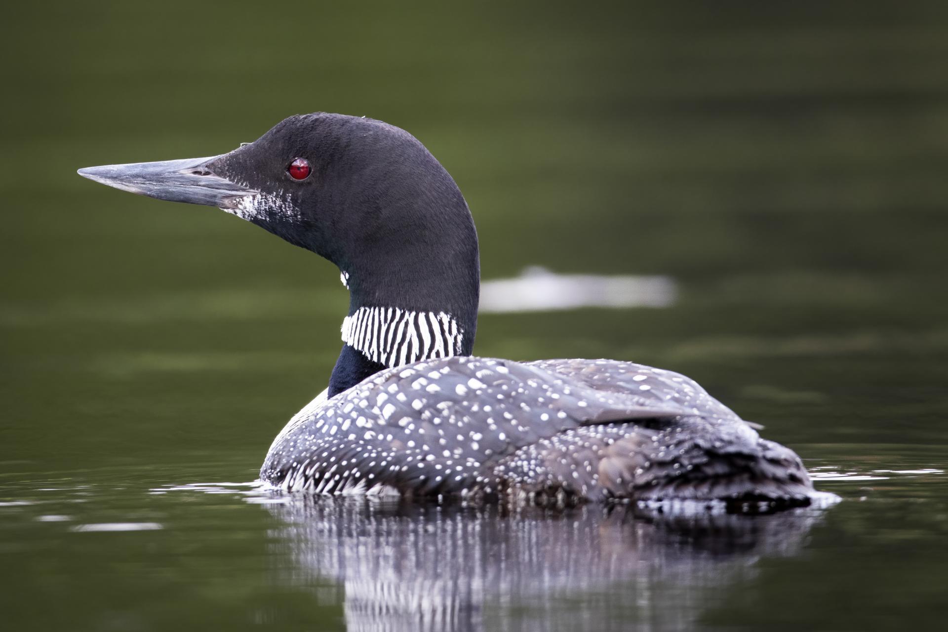 plongeon-huard-common-loon