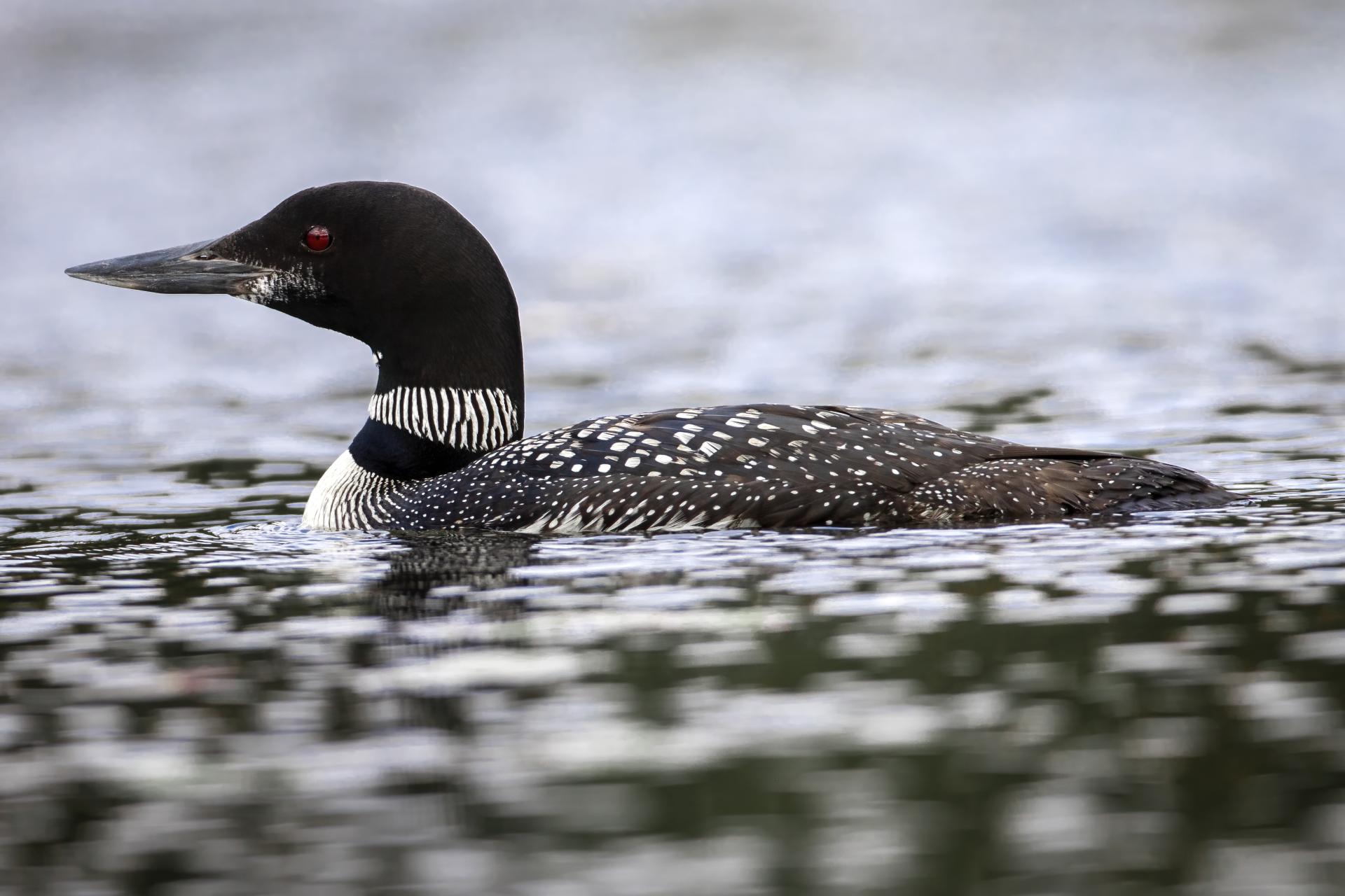 plongeon-huard-common-loon