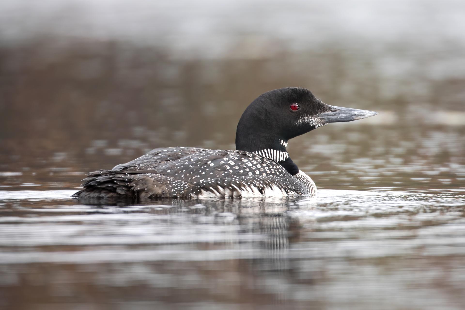 plongeon-huard-common-loon