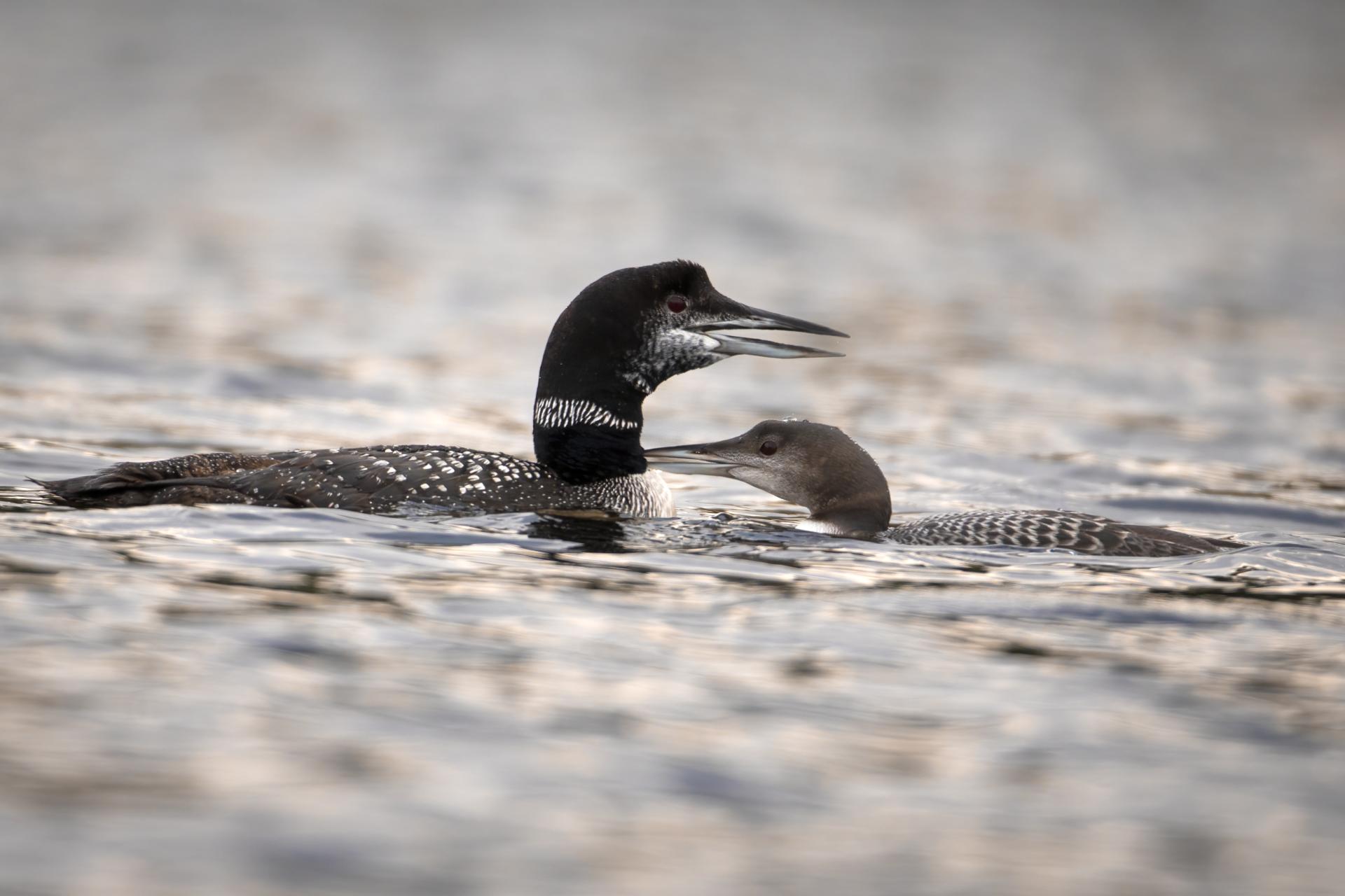 plongeon-huard-common-loon