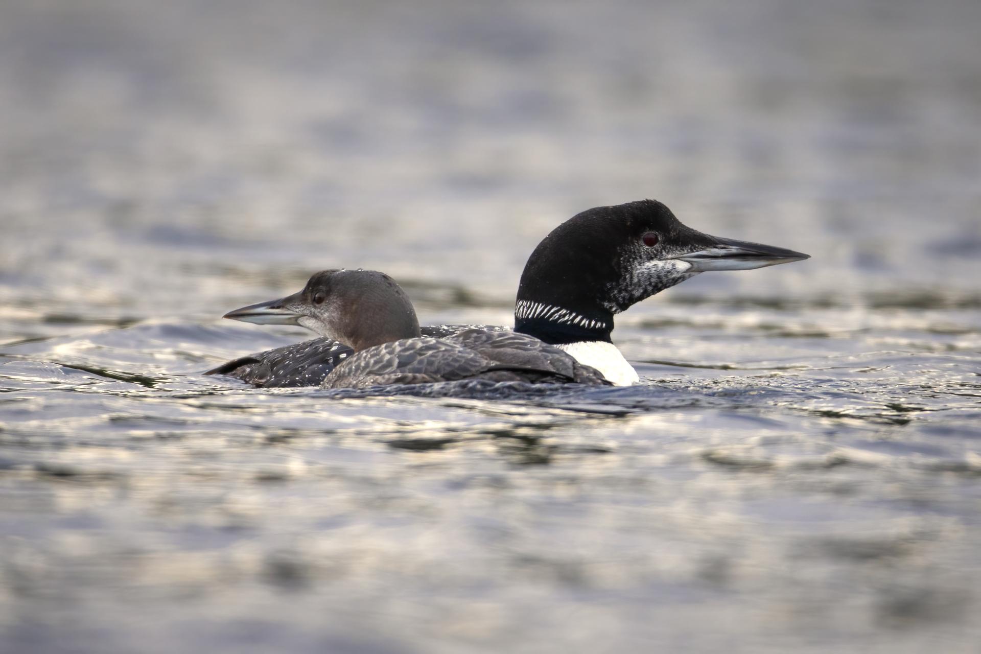 plongeon-huard-common-loon