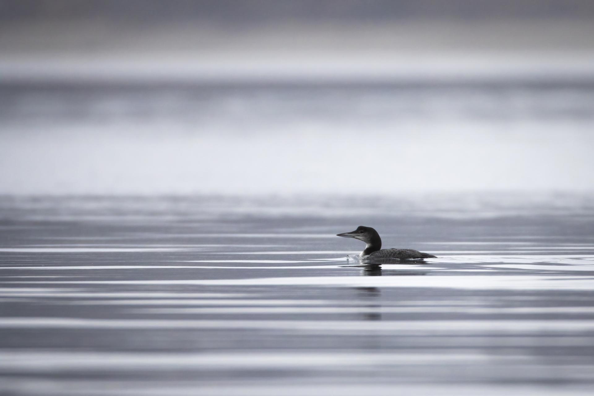 plongeon-huard-common-loon