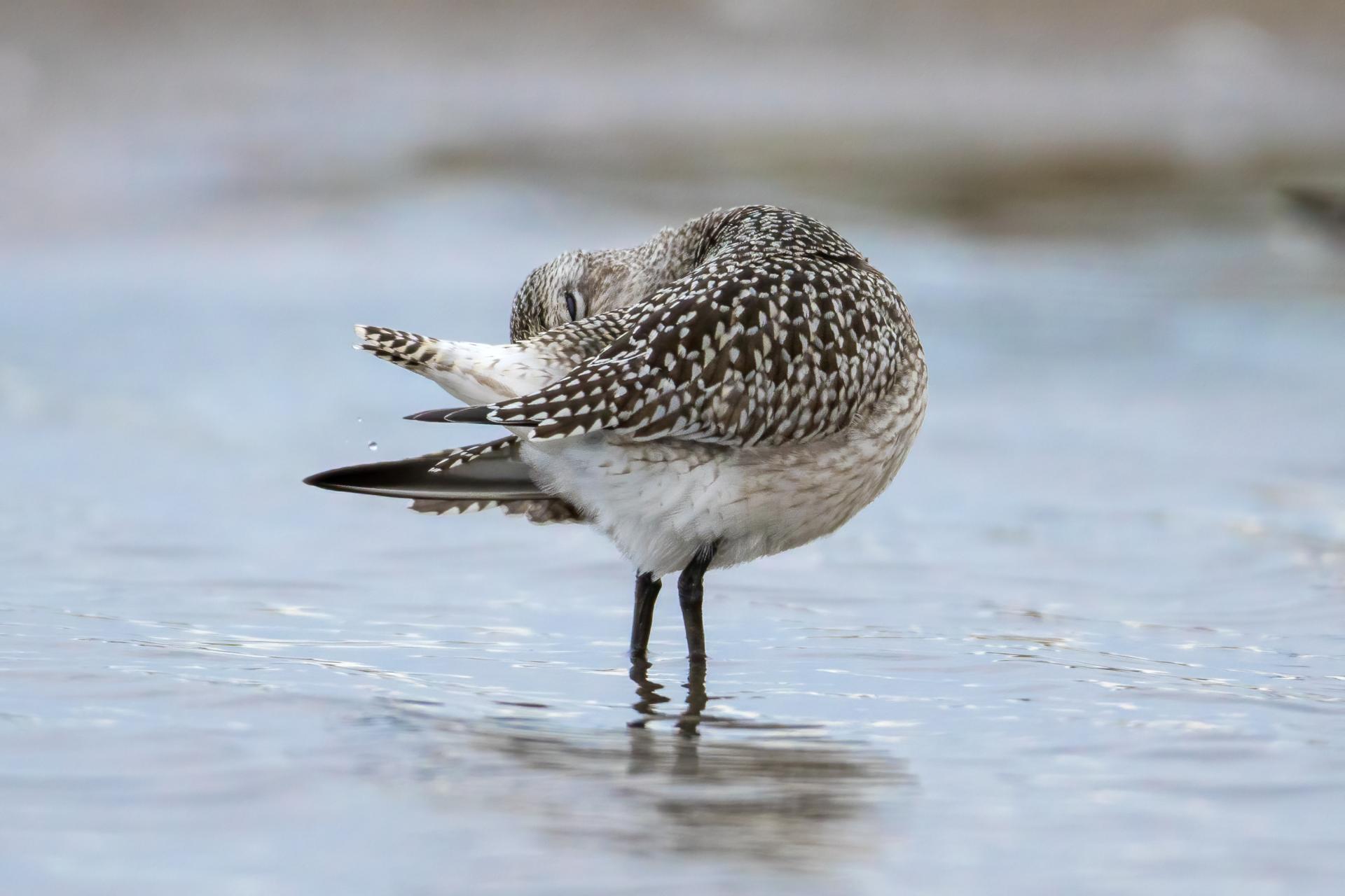 pluvier-argente-black-bellied-plover