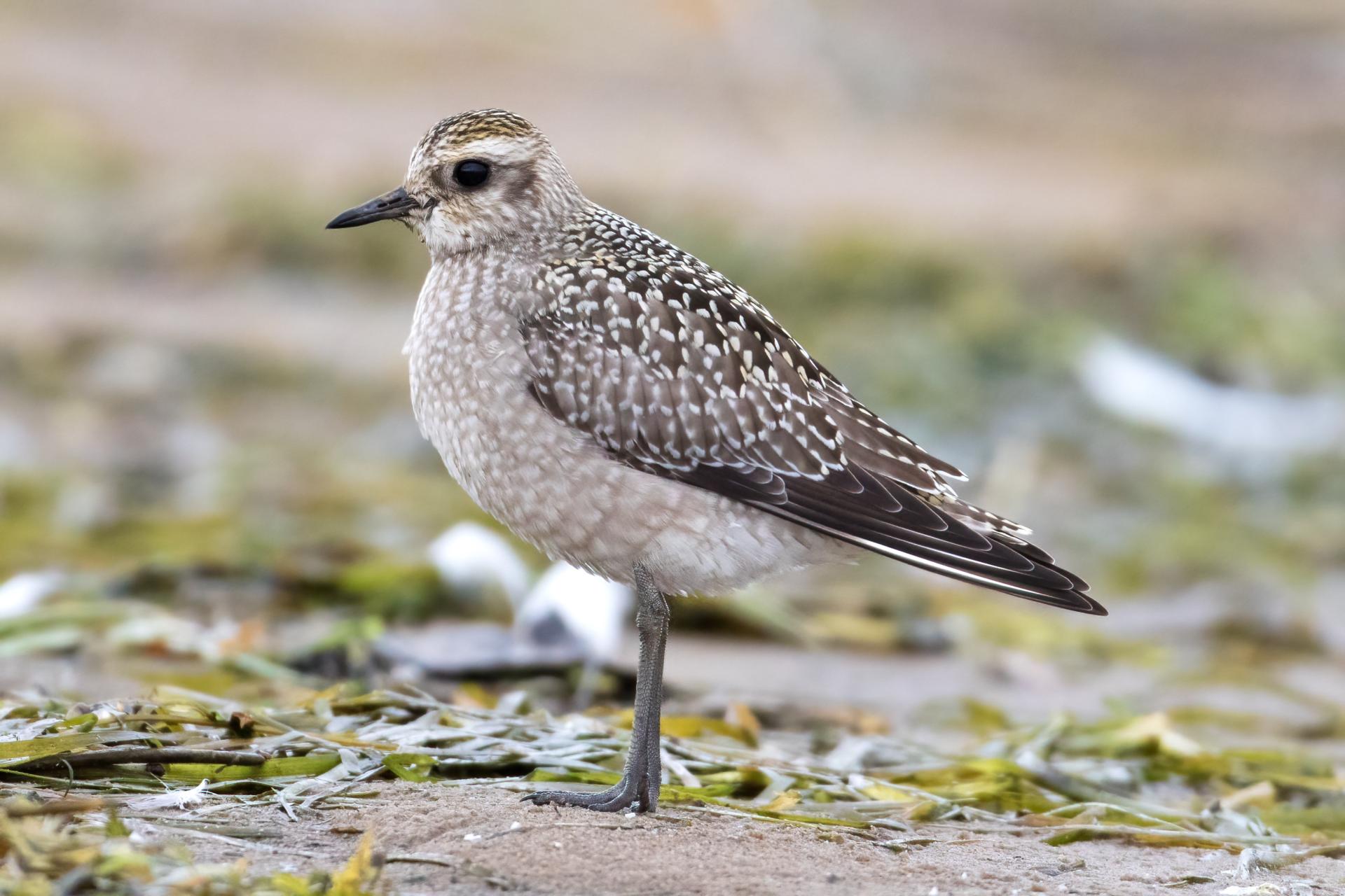 pluvier-argente-black-bellied-plover