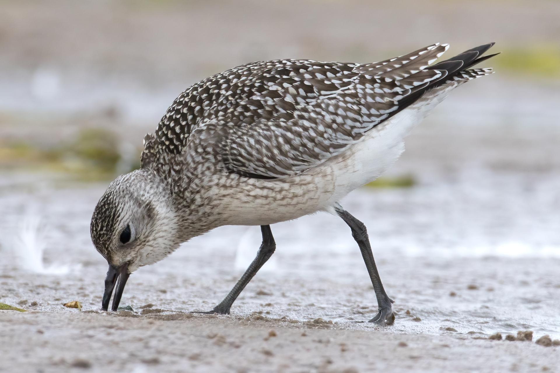 pluvier-argente-black-bellied-plover