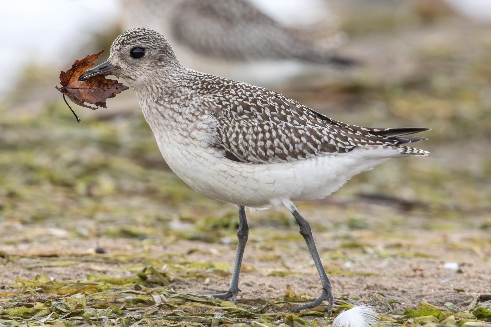 pluvier-argente-black-bellied-plover