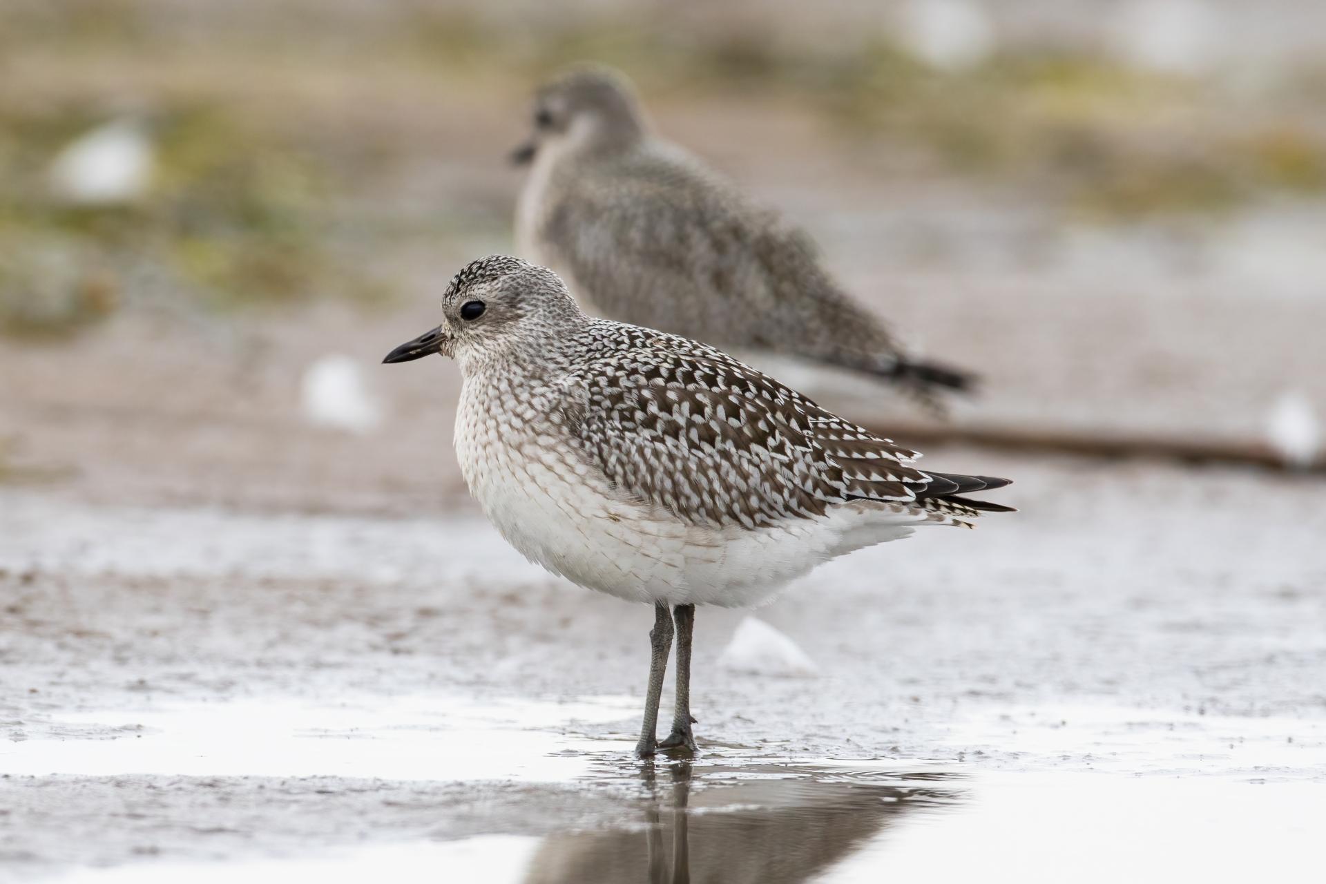 pluvier-argente-black-bellied-plover
