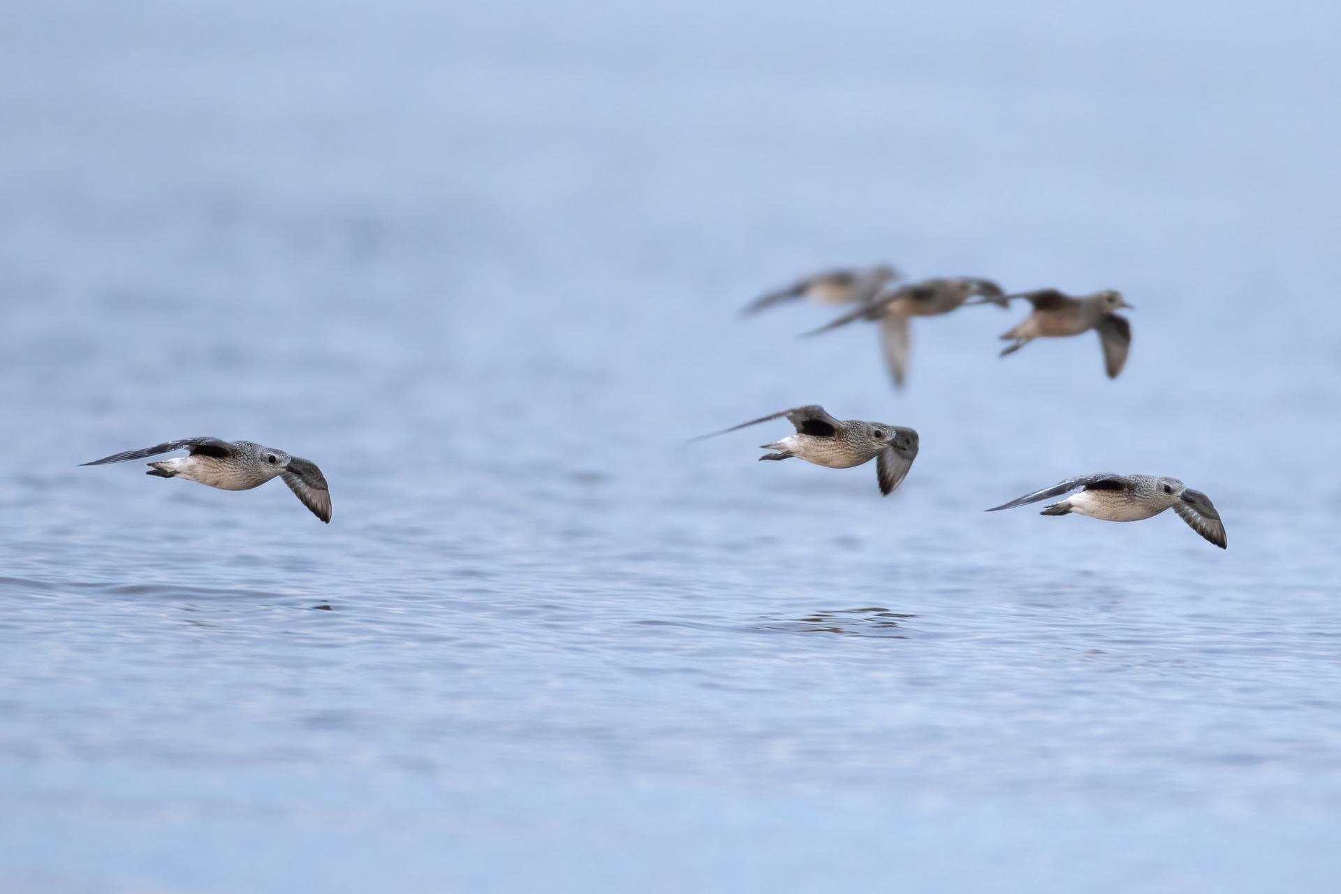 pluvier-argente-black-bellied-plover