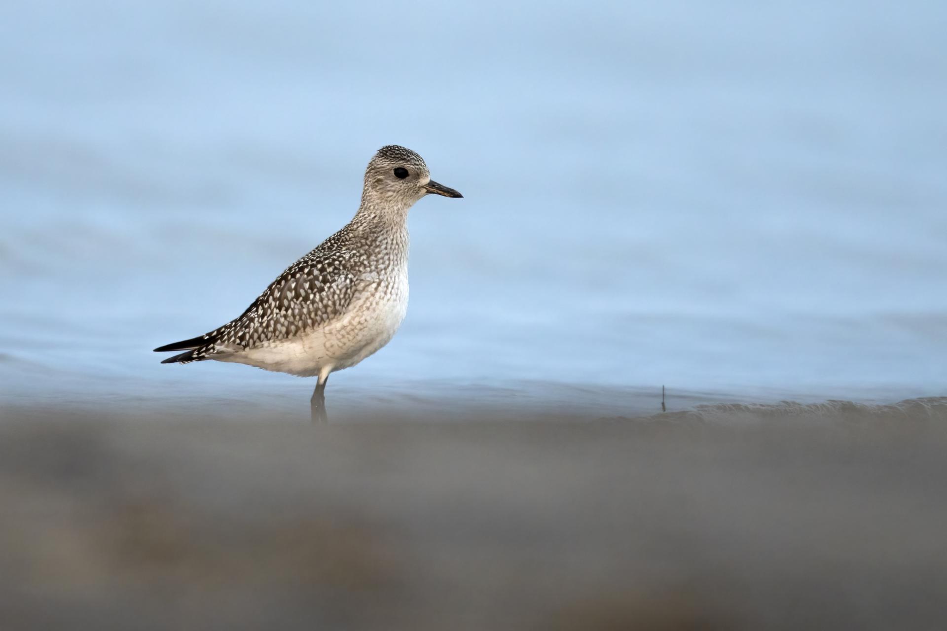 pluvier-argente-black-bellied-plover