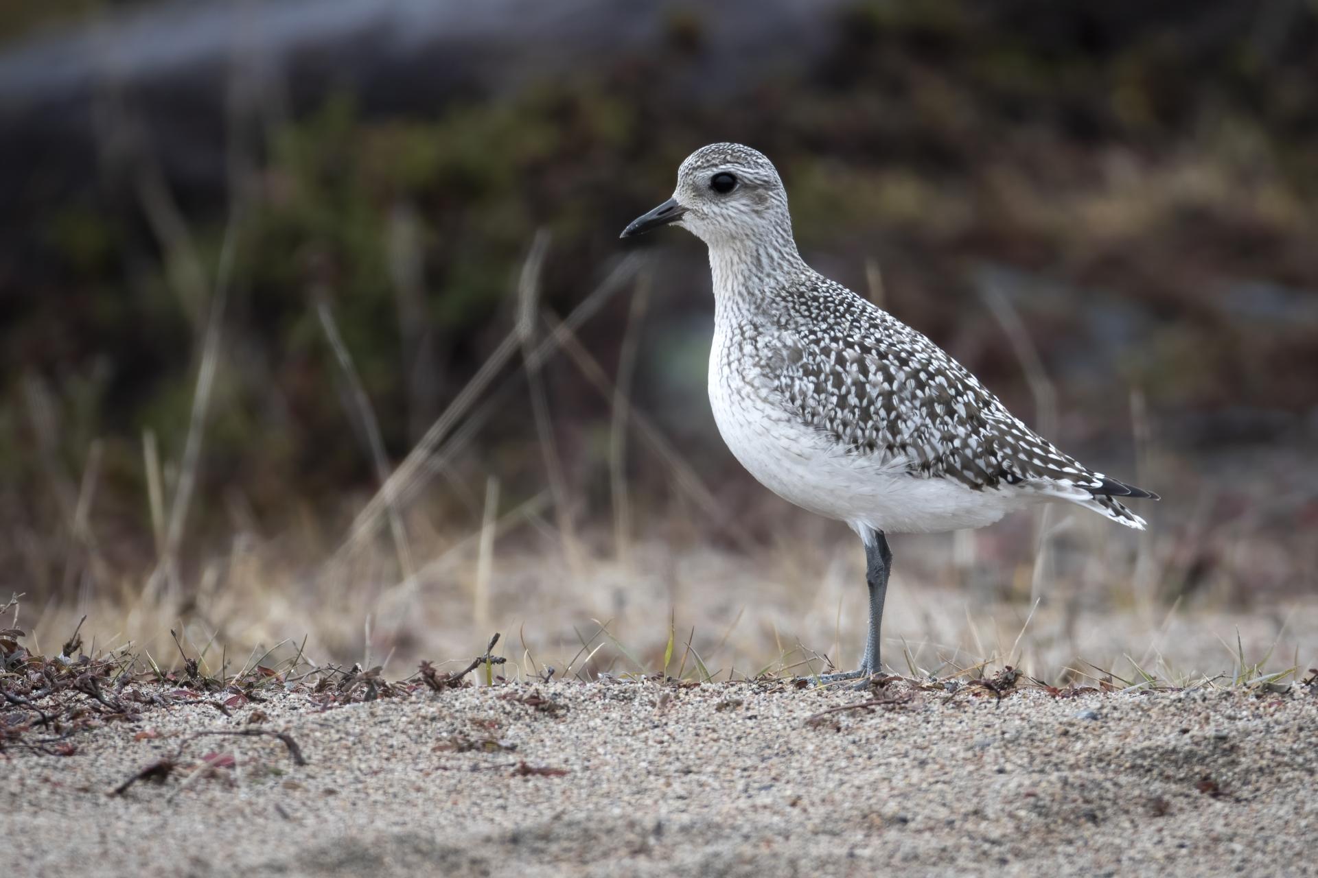 pluvier-argente-black-bellied-plover