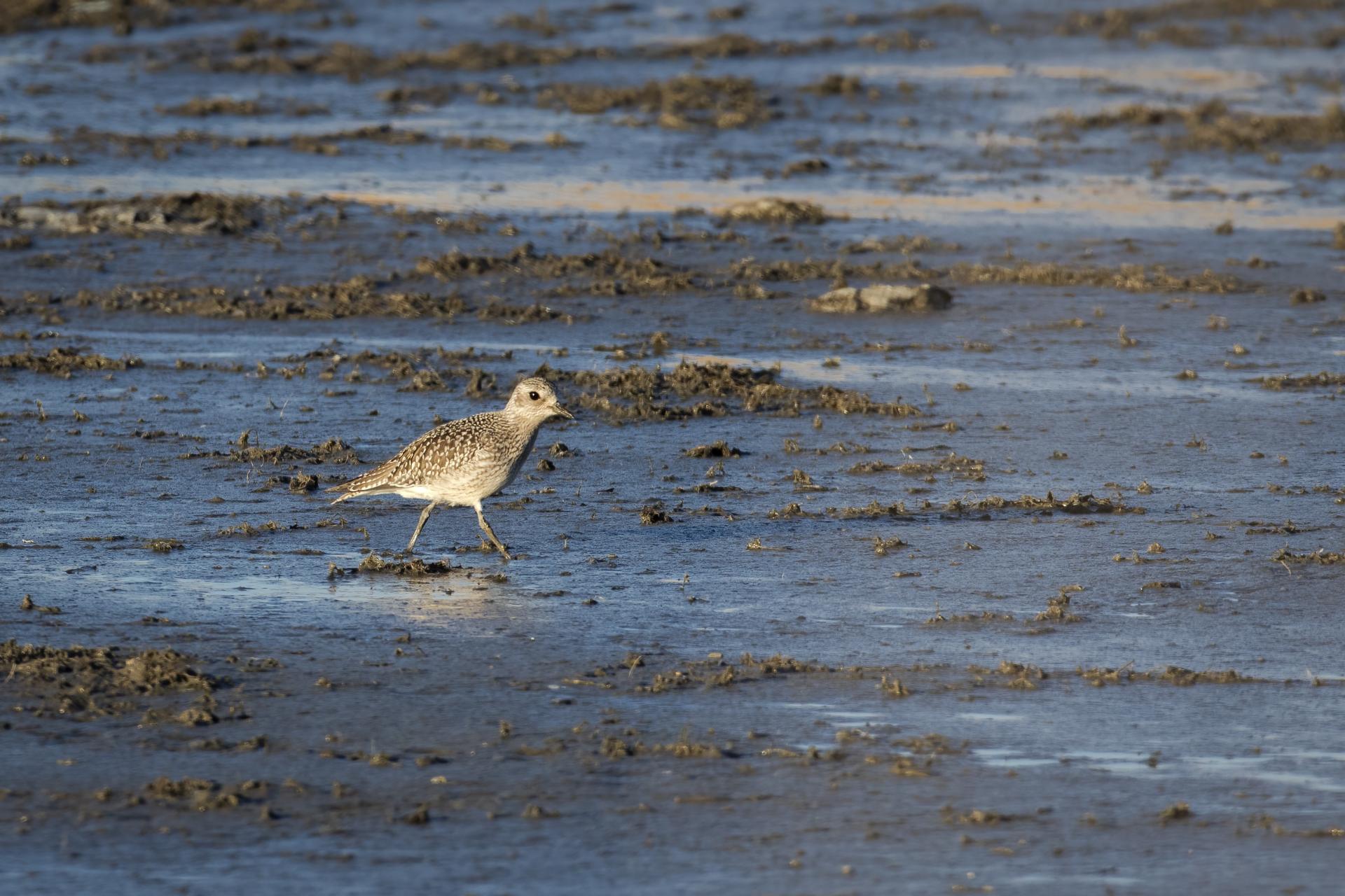 pluvier-argente-black-bellied-plover