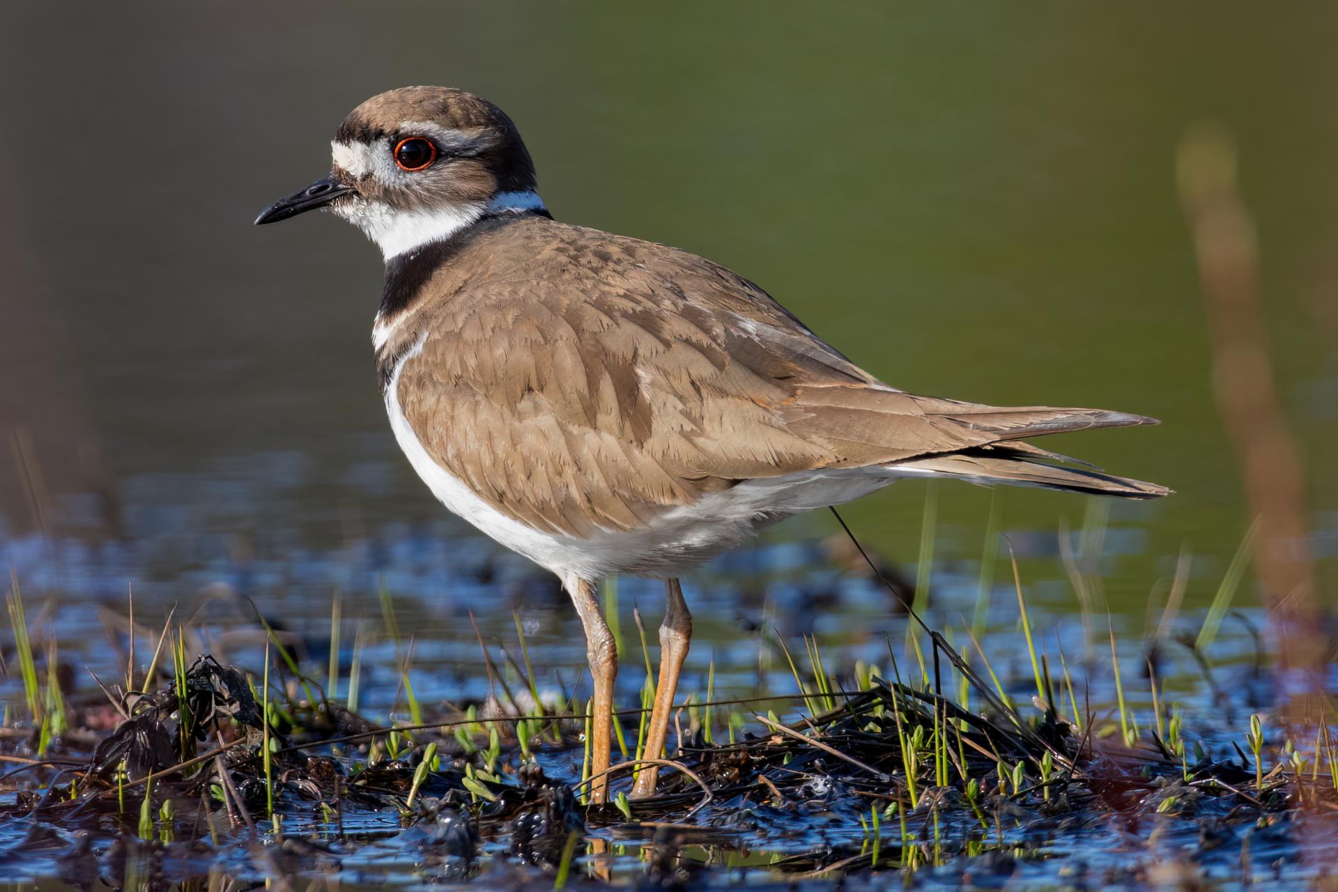 pluvier-kildir-killdeer