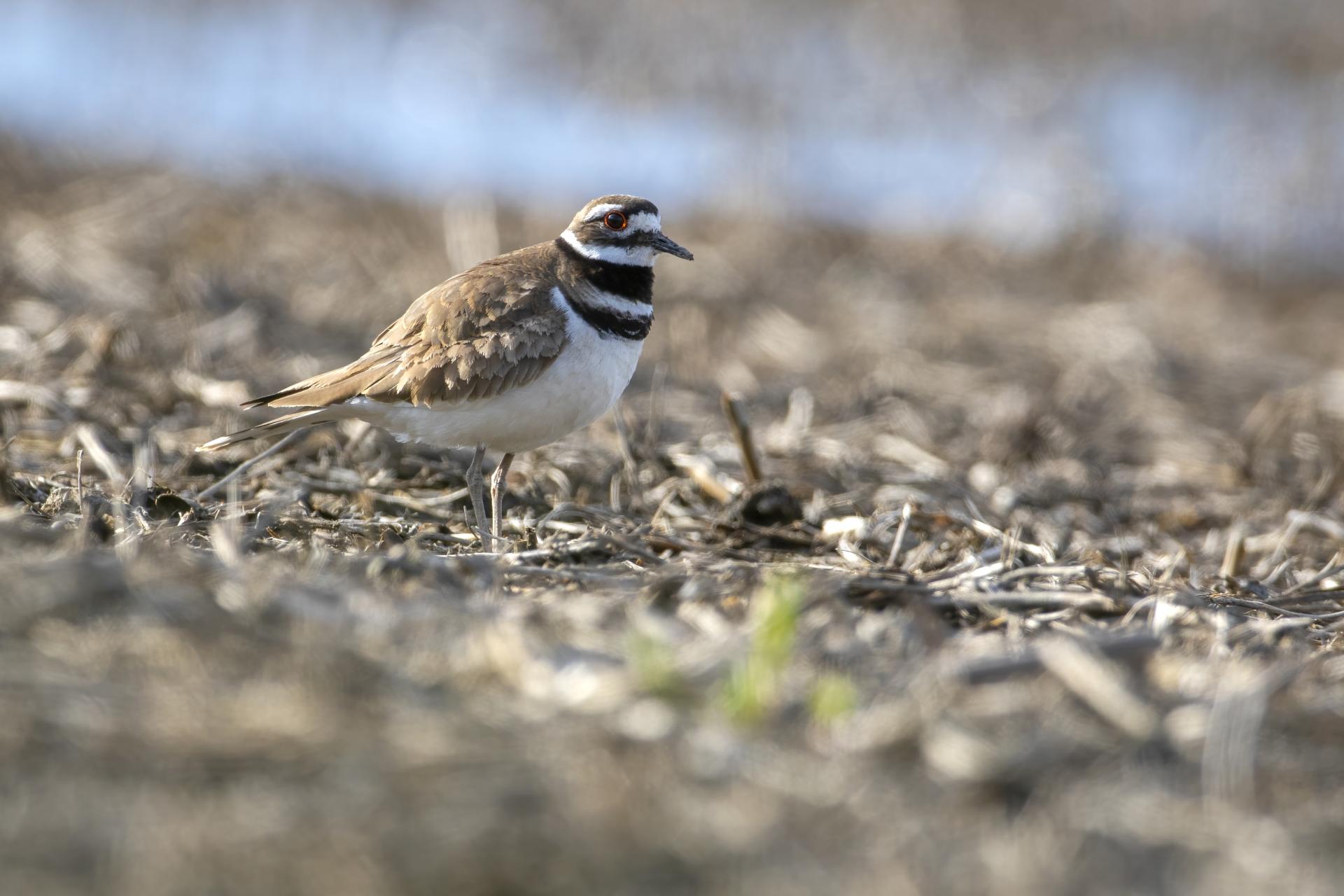 pluvier-kildir-killdeer