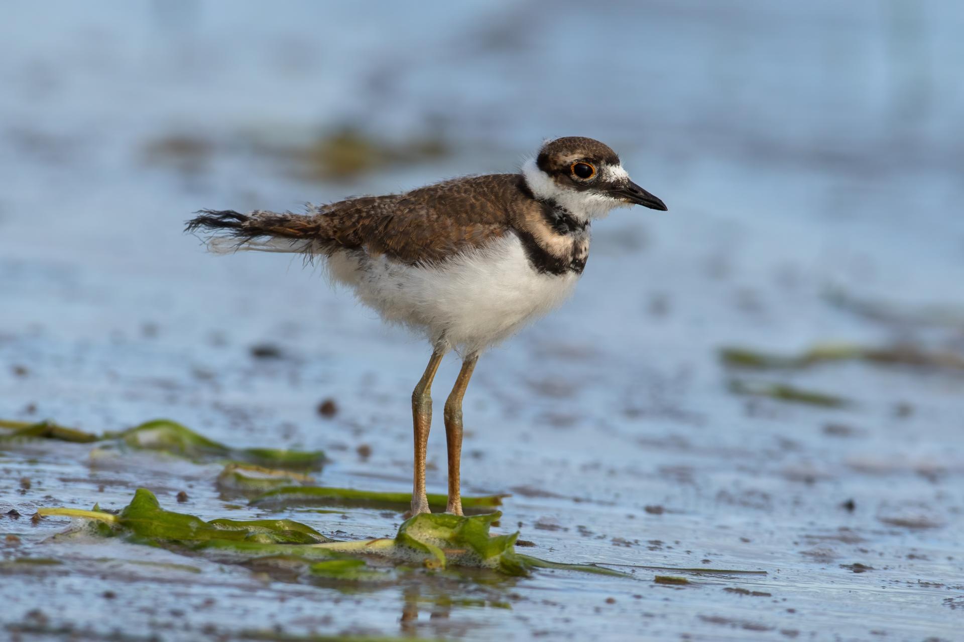 pluvier-kildir-killdeer