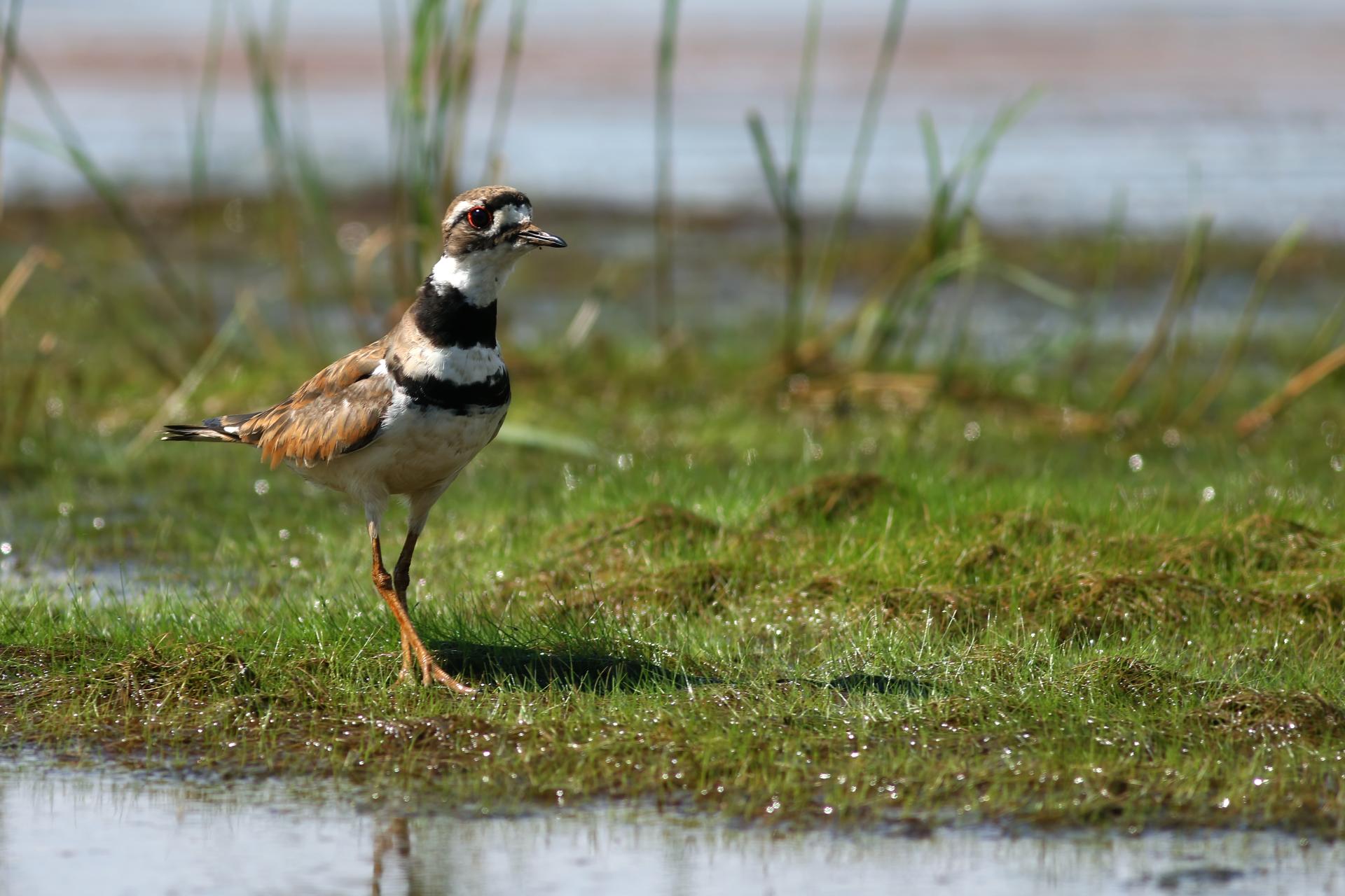 pluvier-kildir-killdeer