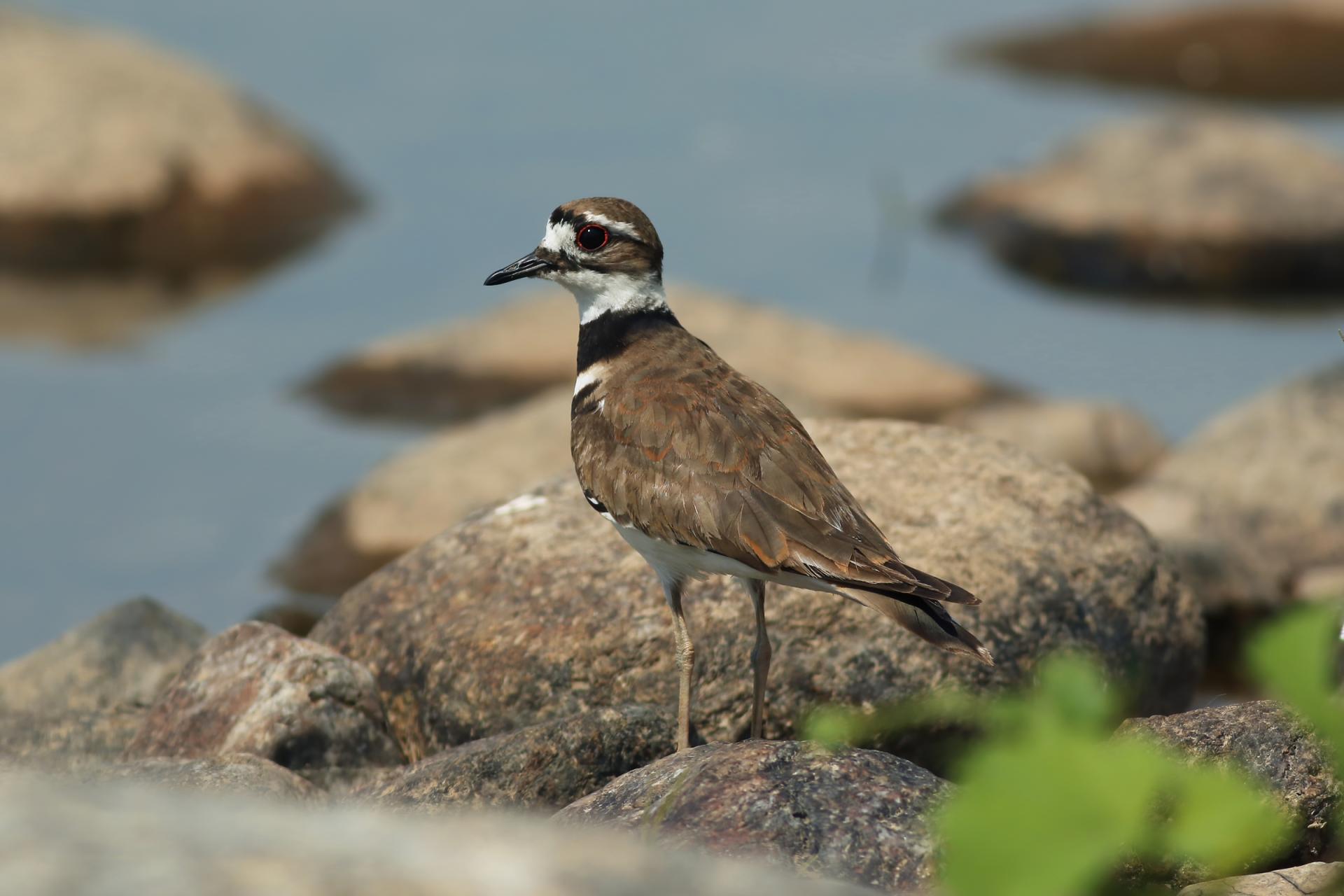 pluvier-kildir-killdeer