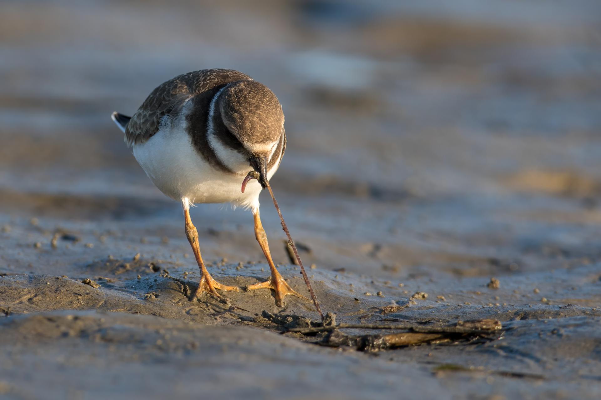 pluvier-semi-palme-semipalmated-plover