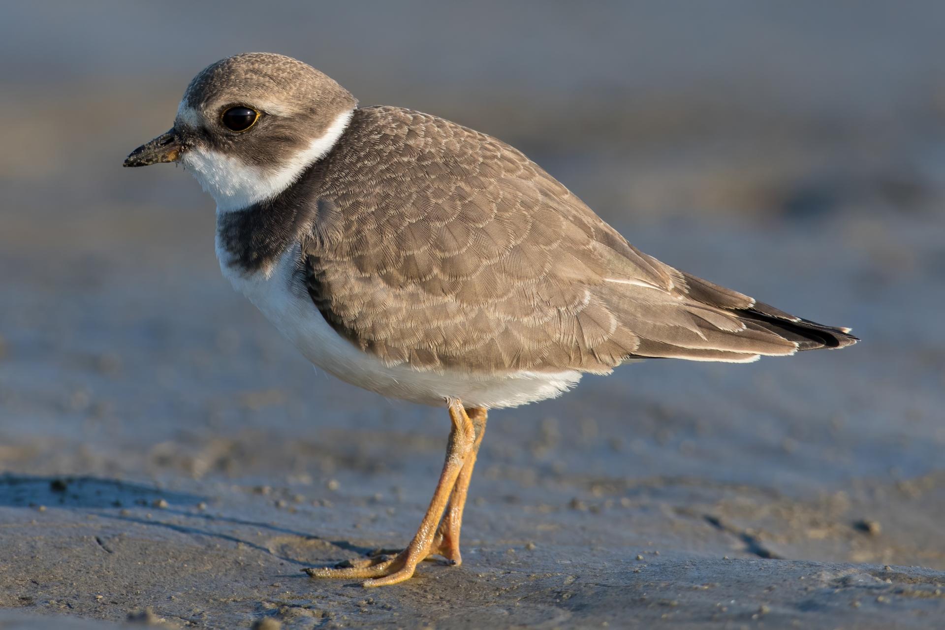 pluvier-semi-palme-semipalmated-plover