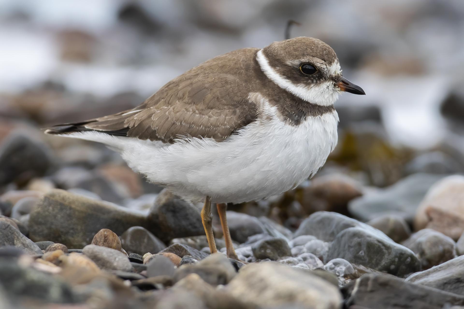 pluvier-semi-palme-semipalmated-plover