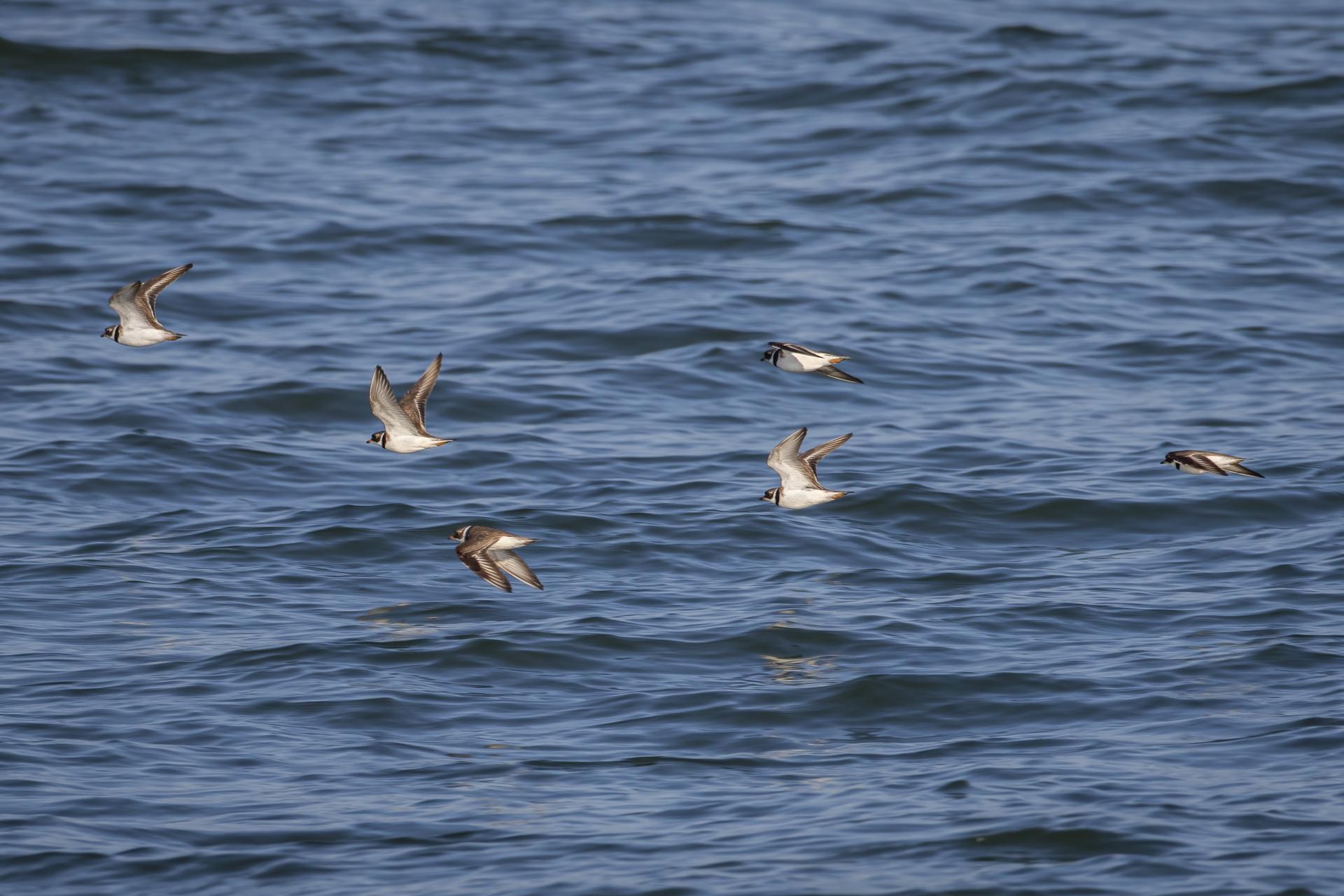 pluvier-semi-palme-semipalmated-plover