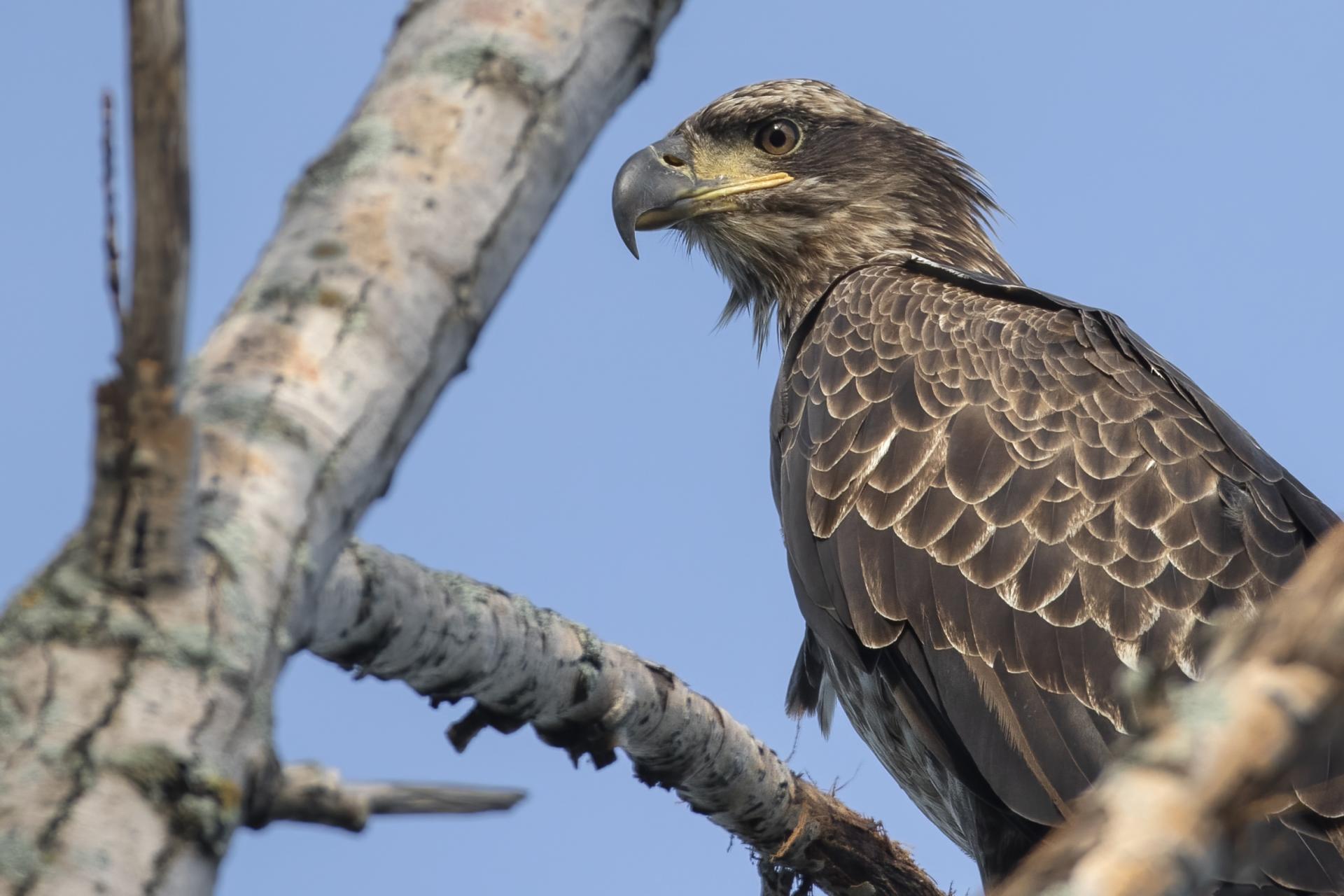 pygargue-a-tete-blanche-bald-eagle