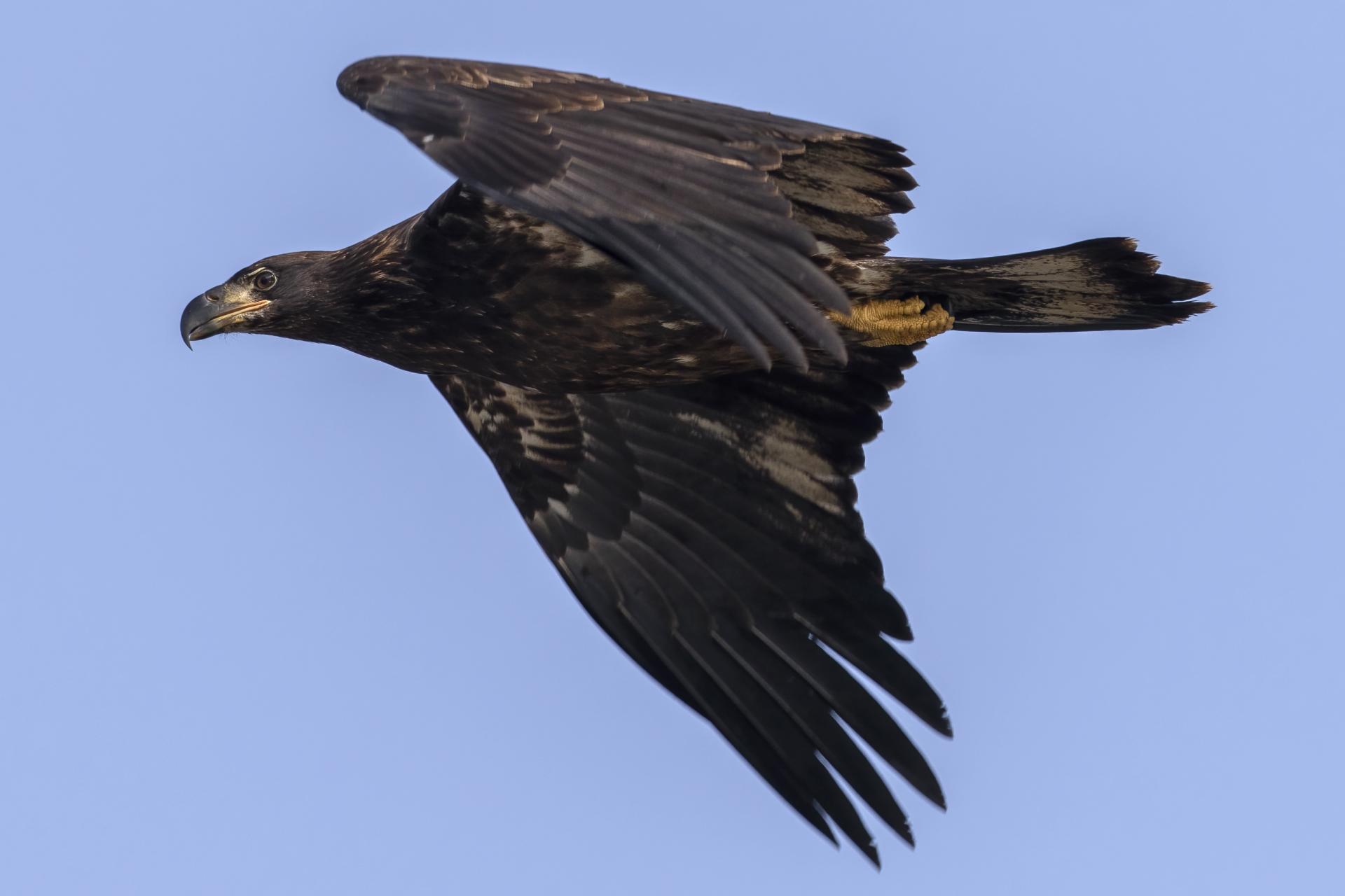 pygargue-a-tete-blanche-bald-eagle