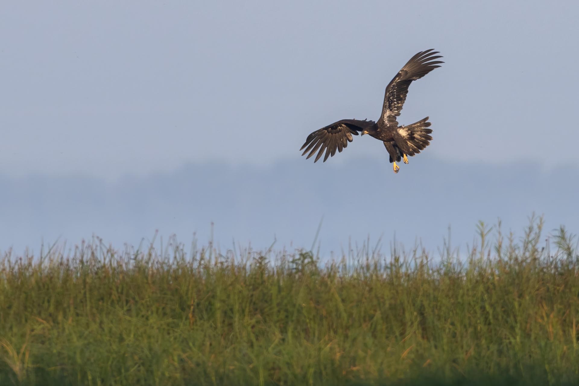 pygargue-a-tete-blanche-bald-eagle