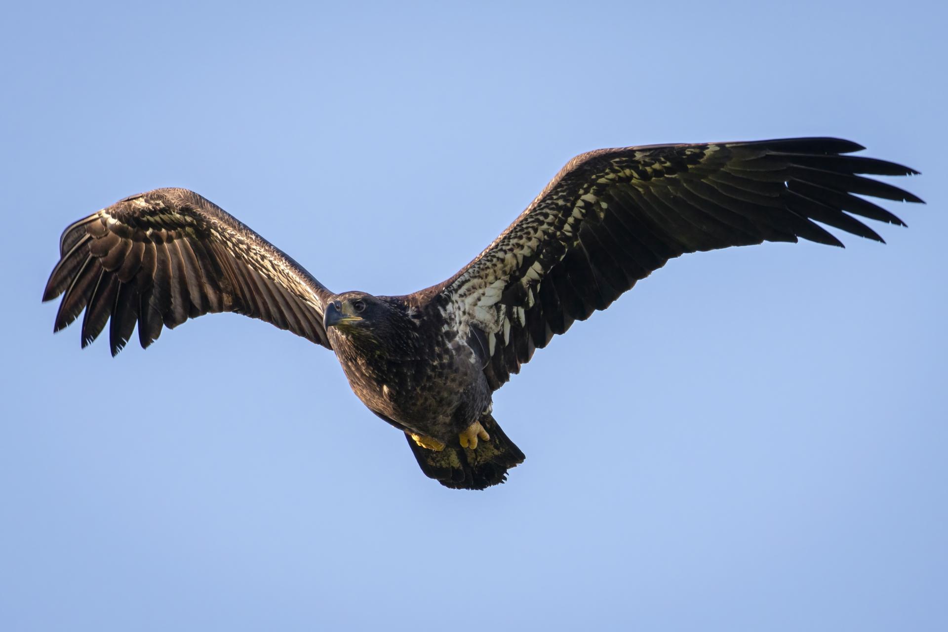 pygargue-a-tete-blanche-bald-eagle